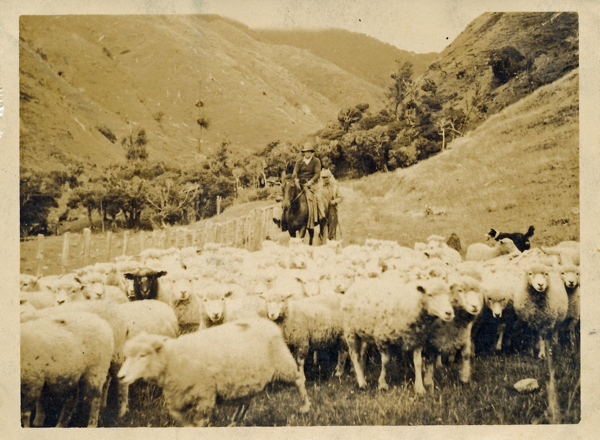 Kenneth Geange's Mangaroa Farm