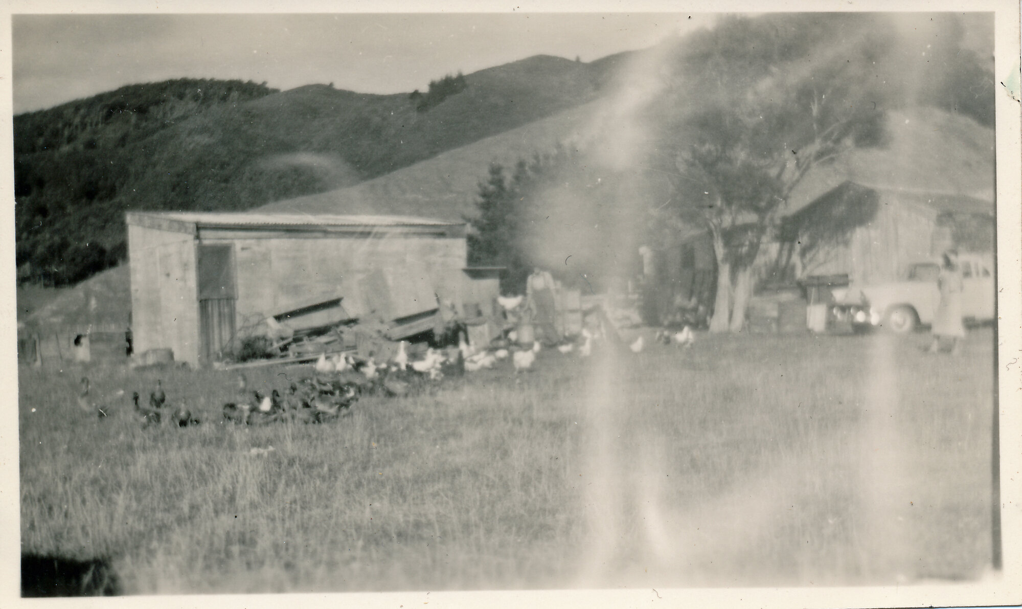 Ken Geange's Rangimarie Farm