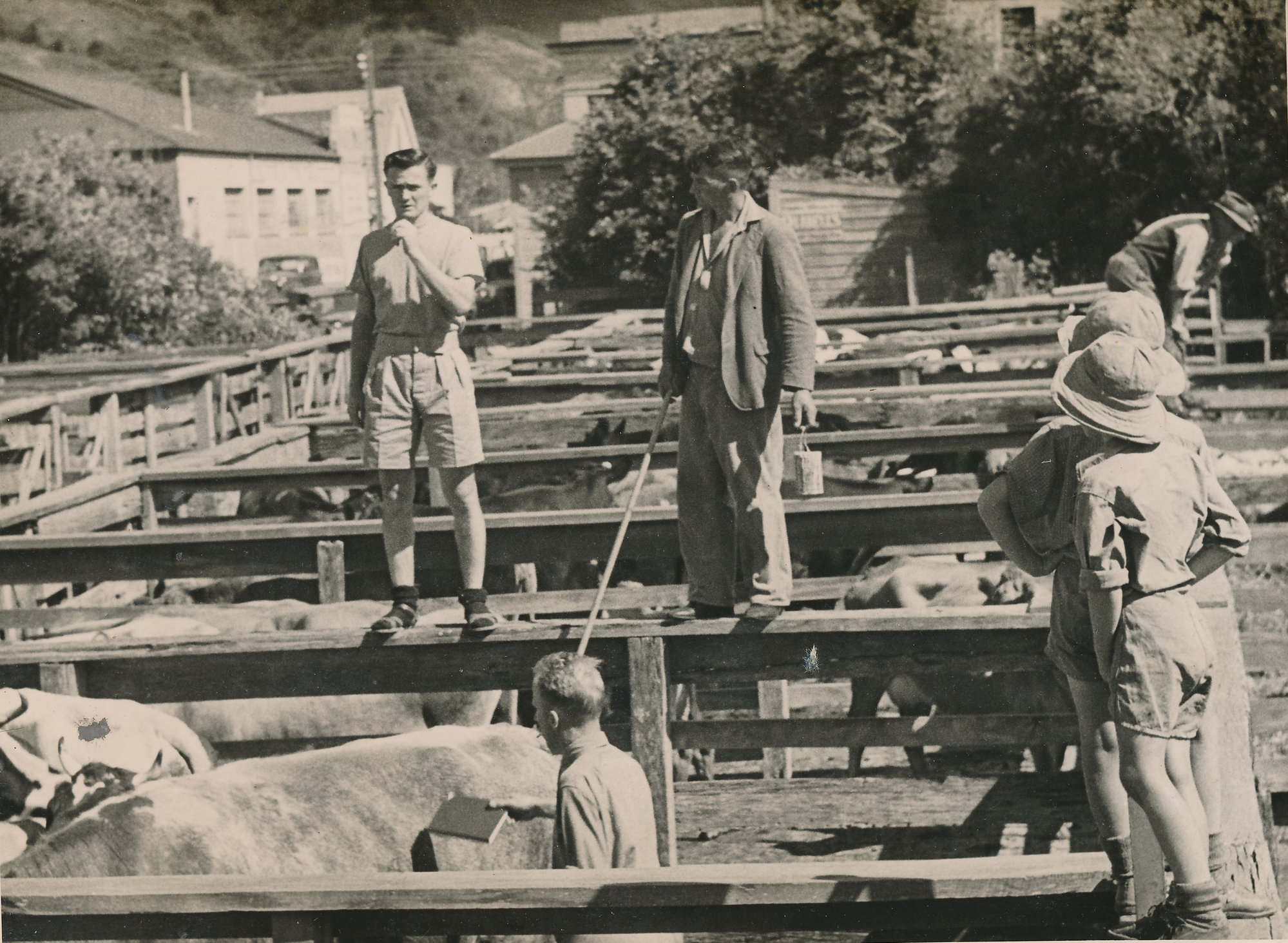 Queen Street Saleyards; cattle auction - 1948