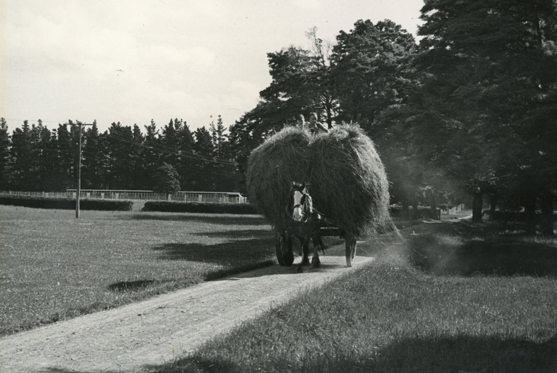 Wallaceville Animal Research Centre; Haymaking; 1936