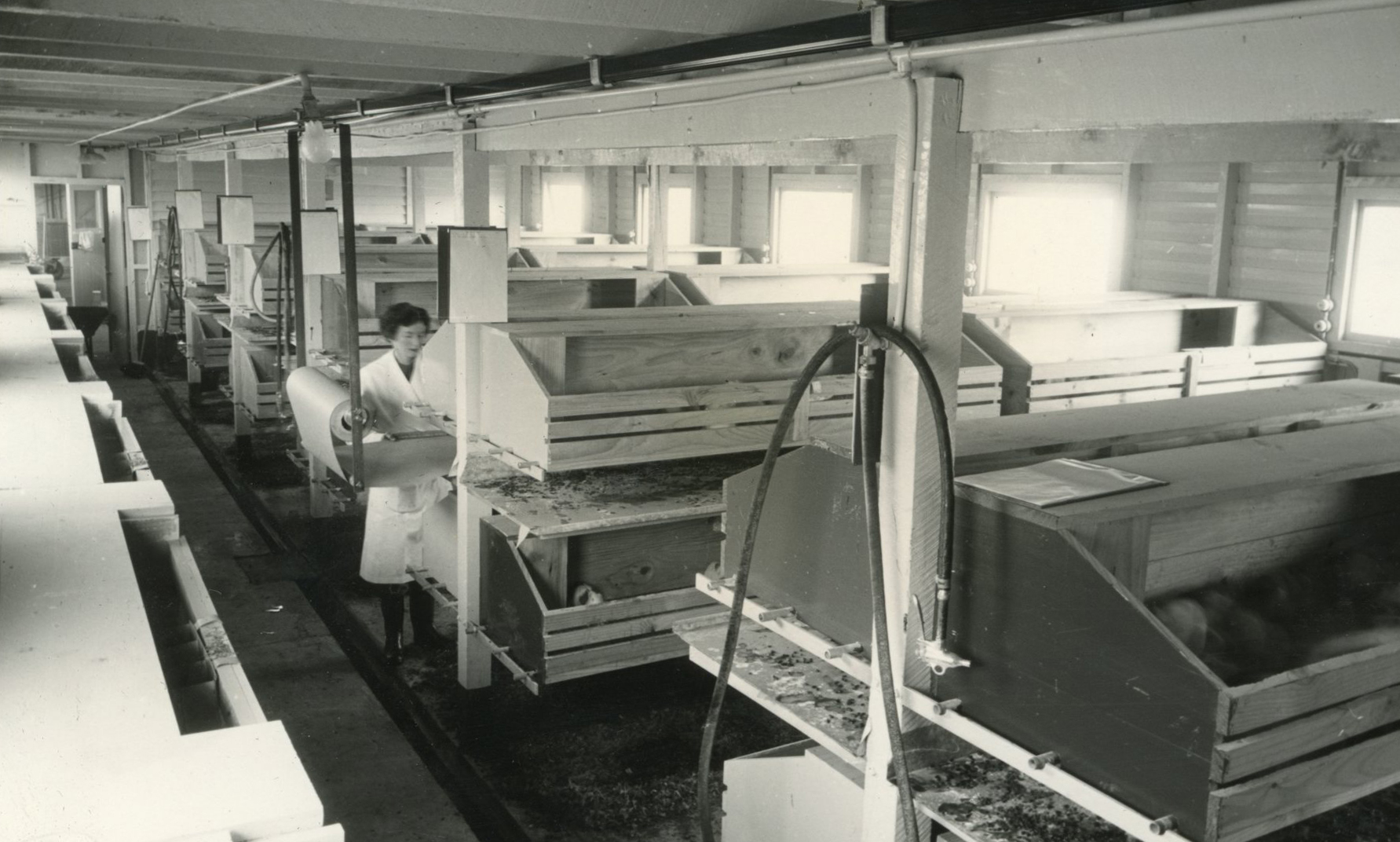 Wallaceville Animal Research Centre; No date