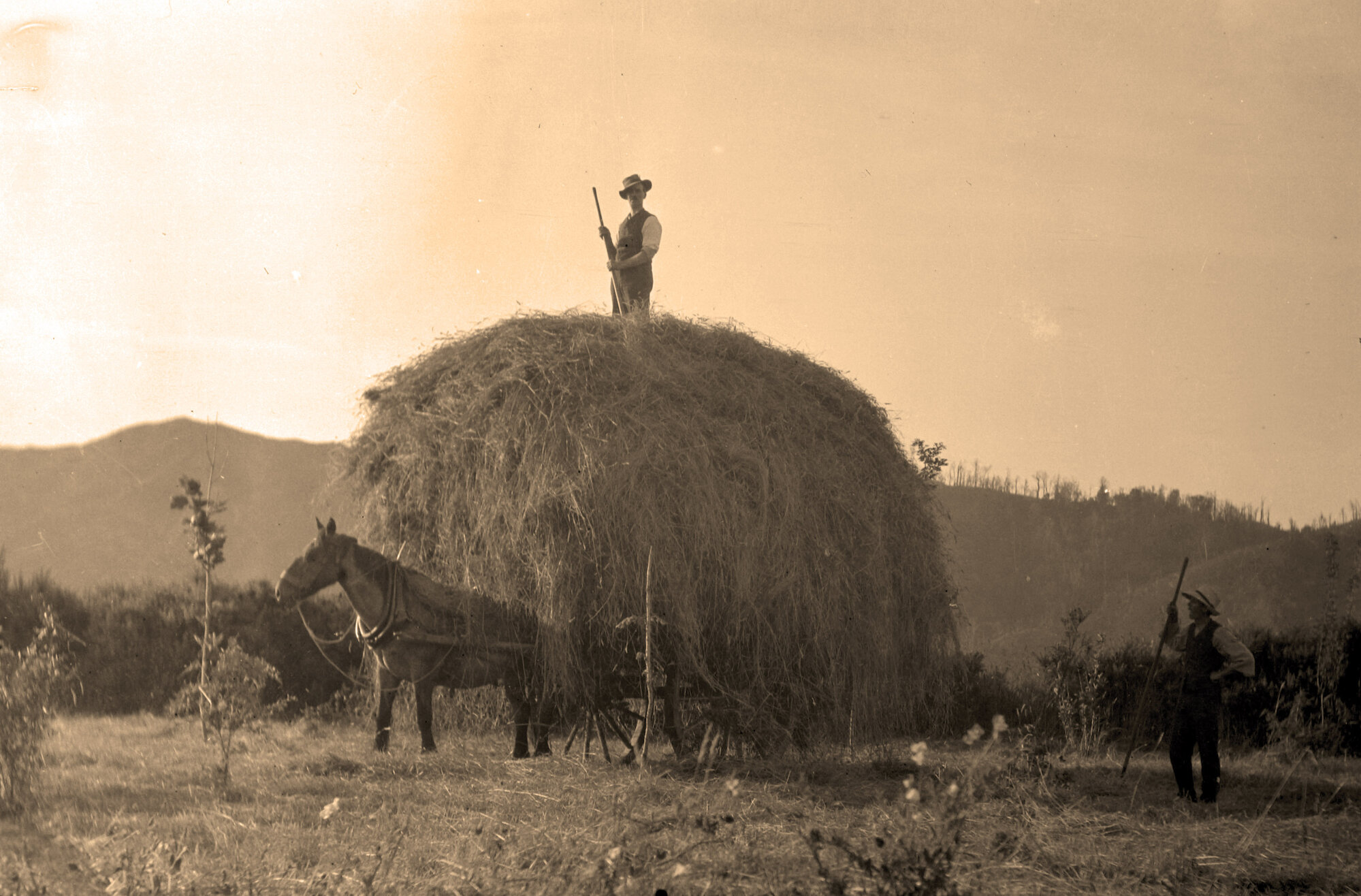 Tōtara Park; ca. 1912