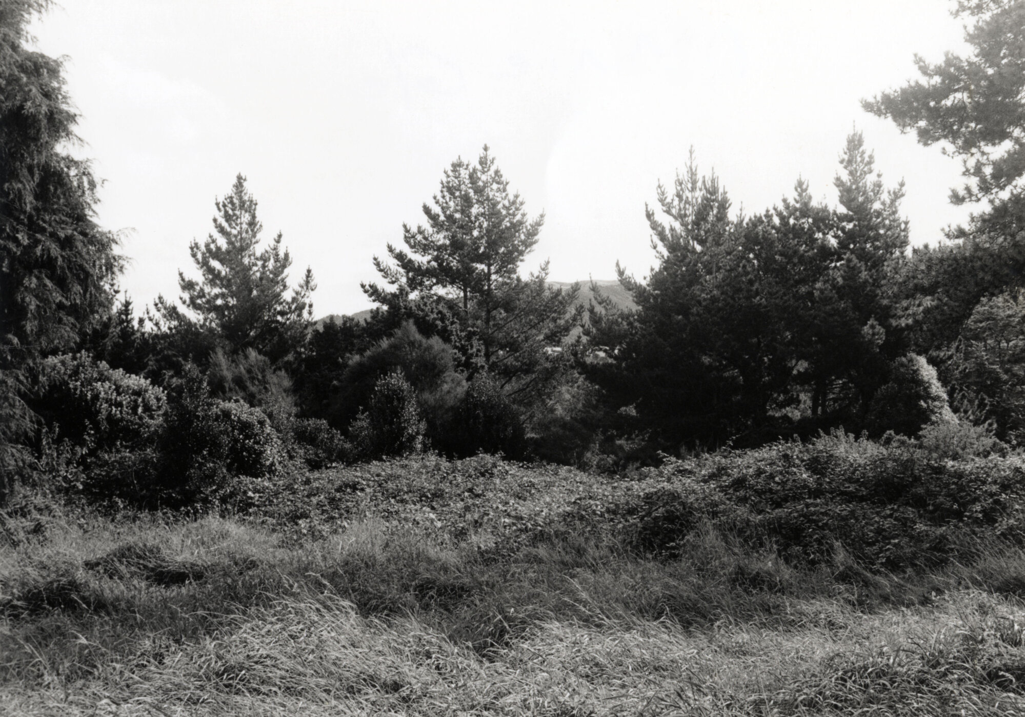Former Grounds of Bonnie Glen (McCurdy's Castle); ca 1983