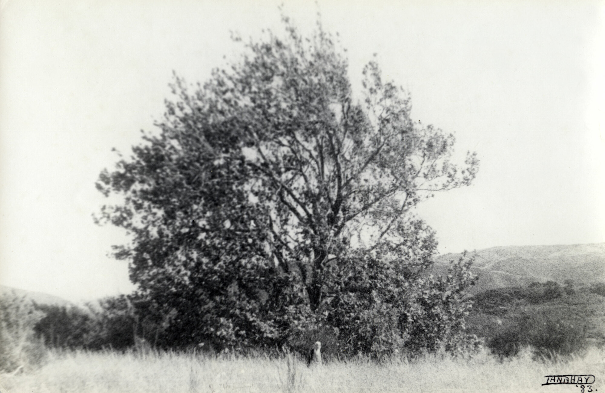 Jessie Danahay under an Oriental Plane Tree; 1983