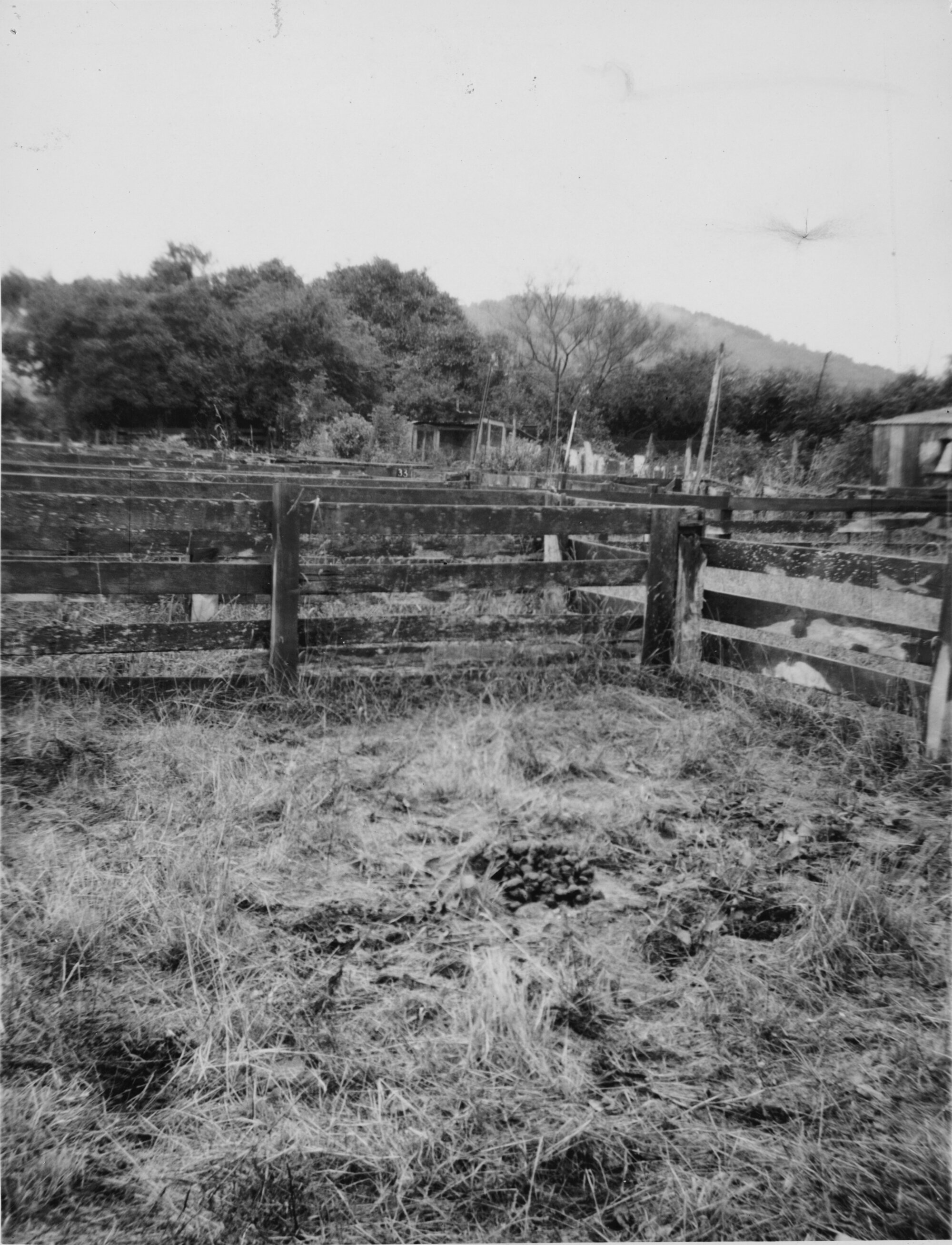 Queen Street saleyards and weeds; east end; heaps of old manure.