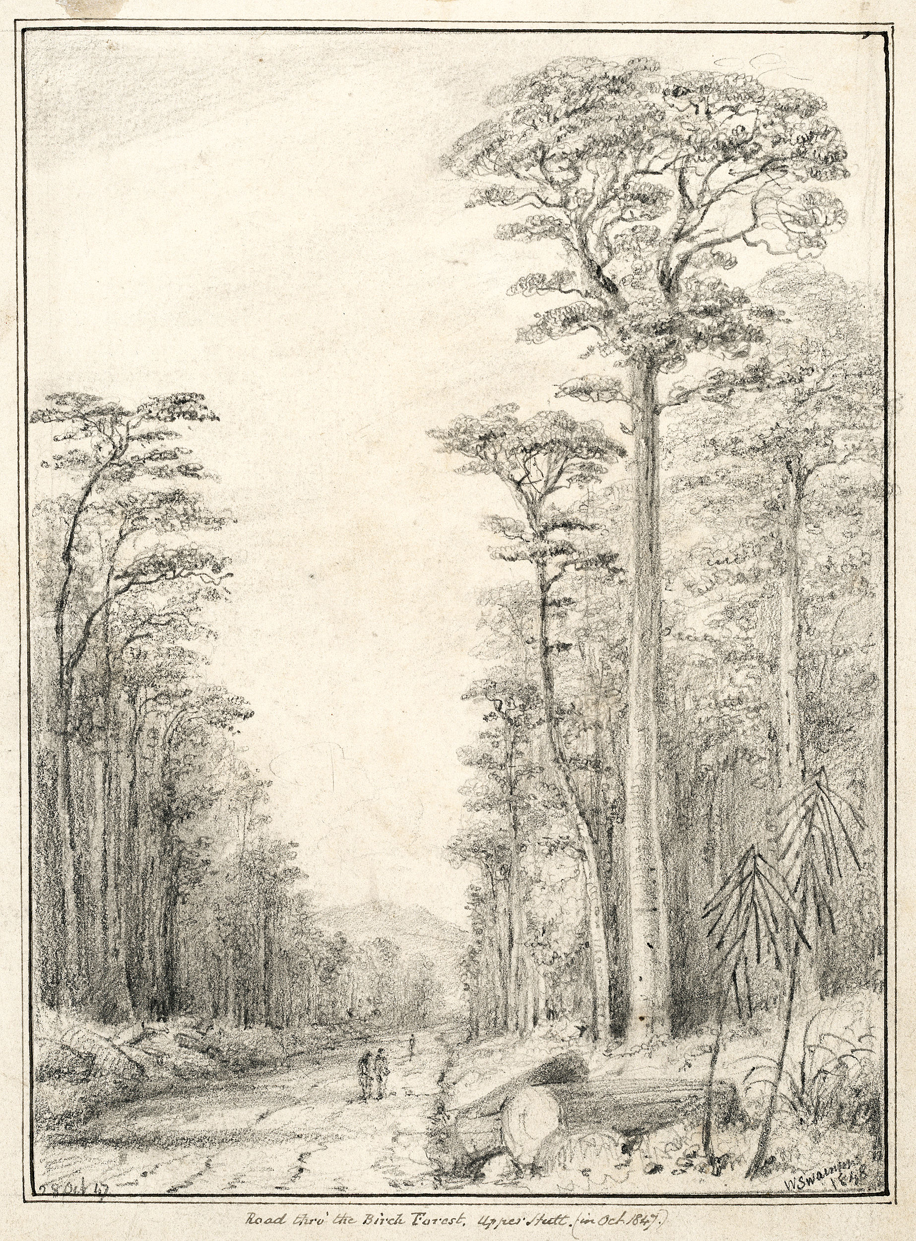 Road Thro' the Birch Forest; Upper Hutt; 1847