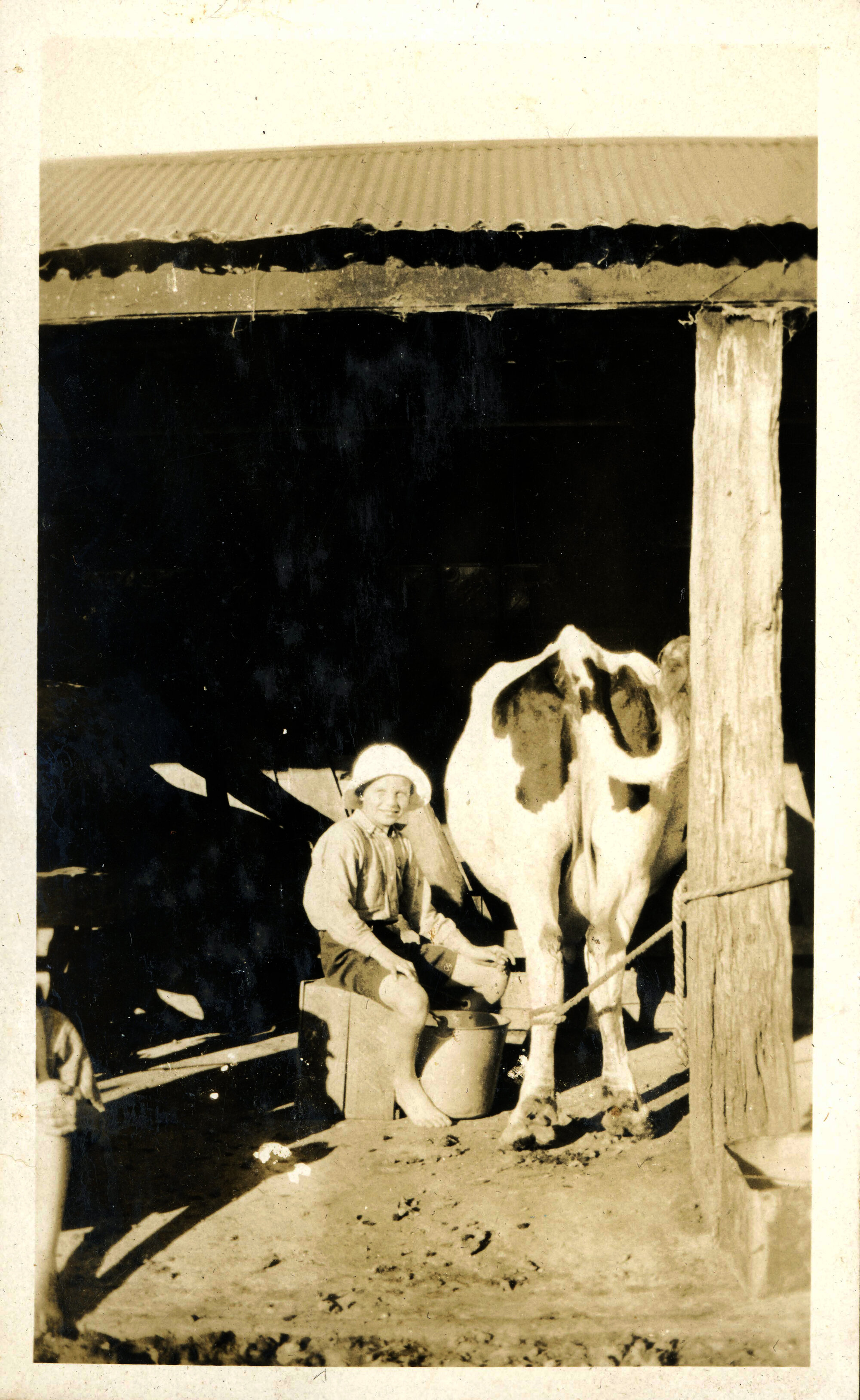 Sharman Marsh Family Photo Album; Jack Jarvie Cow Milking; ca. 1920s