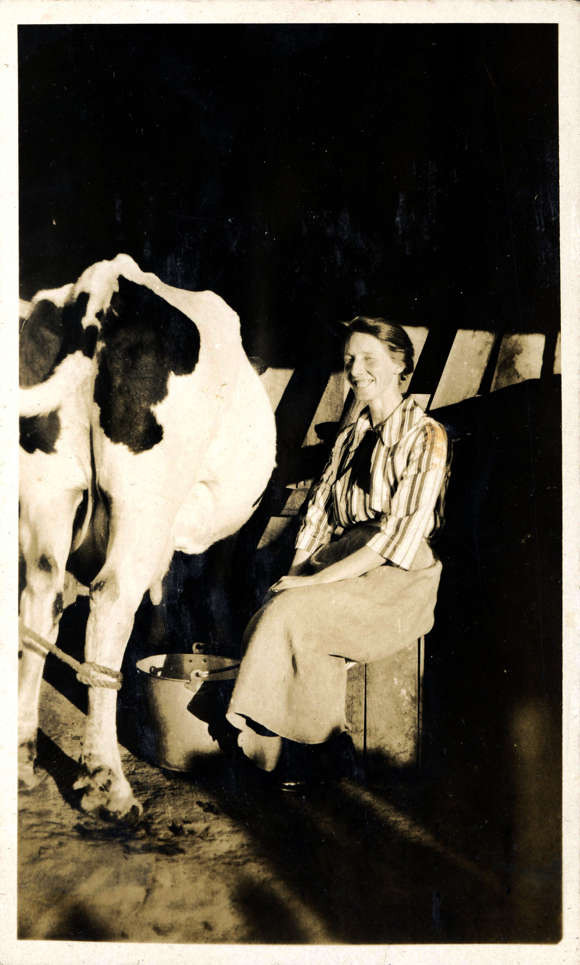 Sharman Marsh Family Photo Album; Mrs Jarvie Cow Milking; ca. 1920s