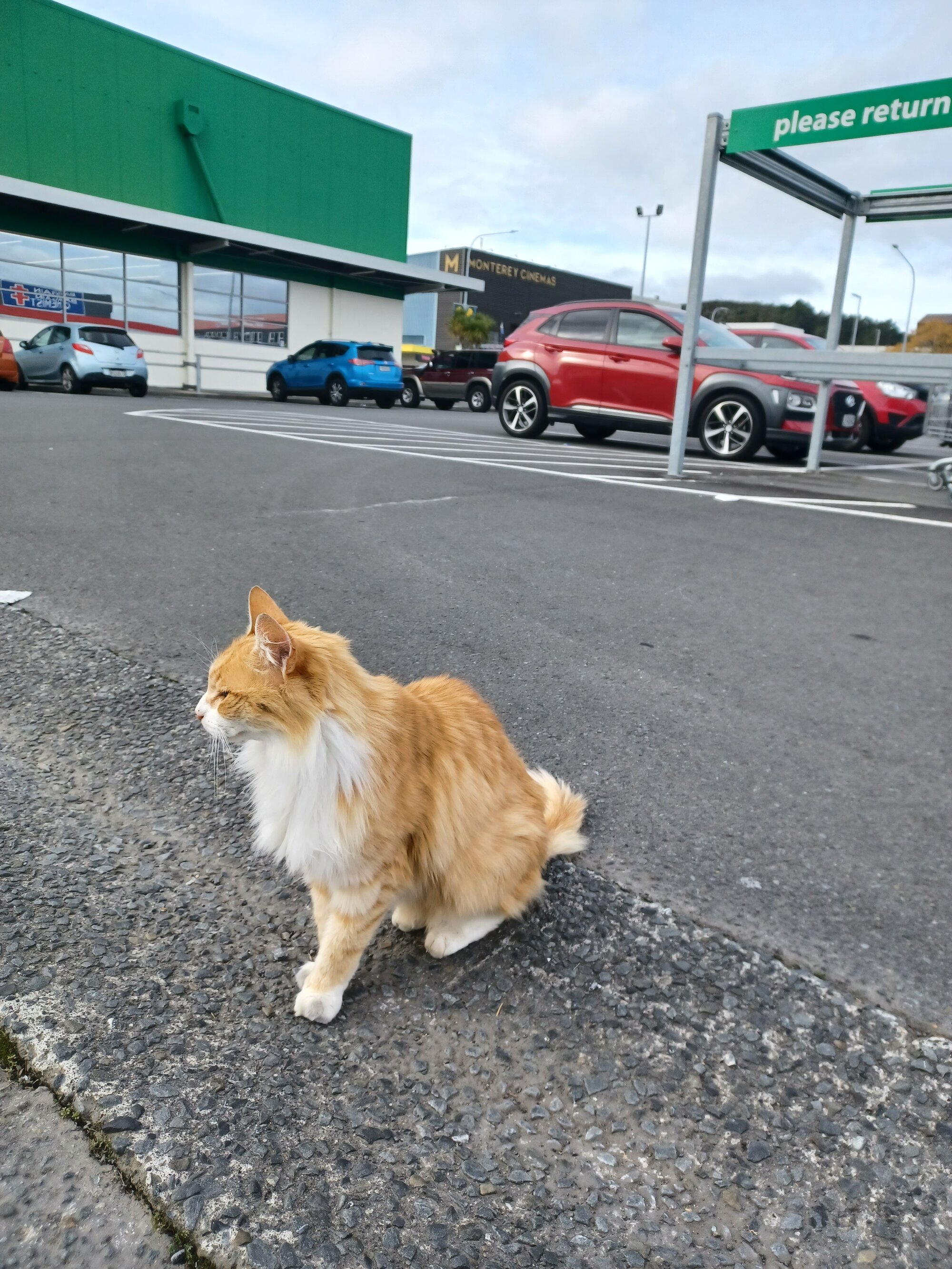 Angus the "Countdown Cat; 2023