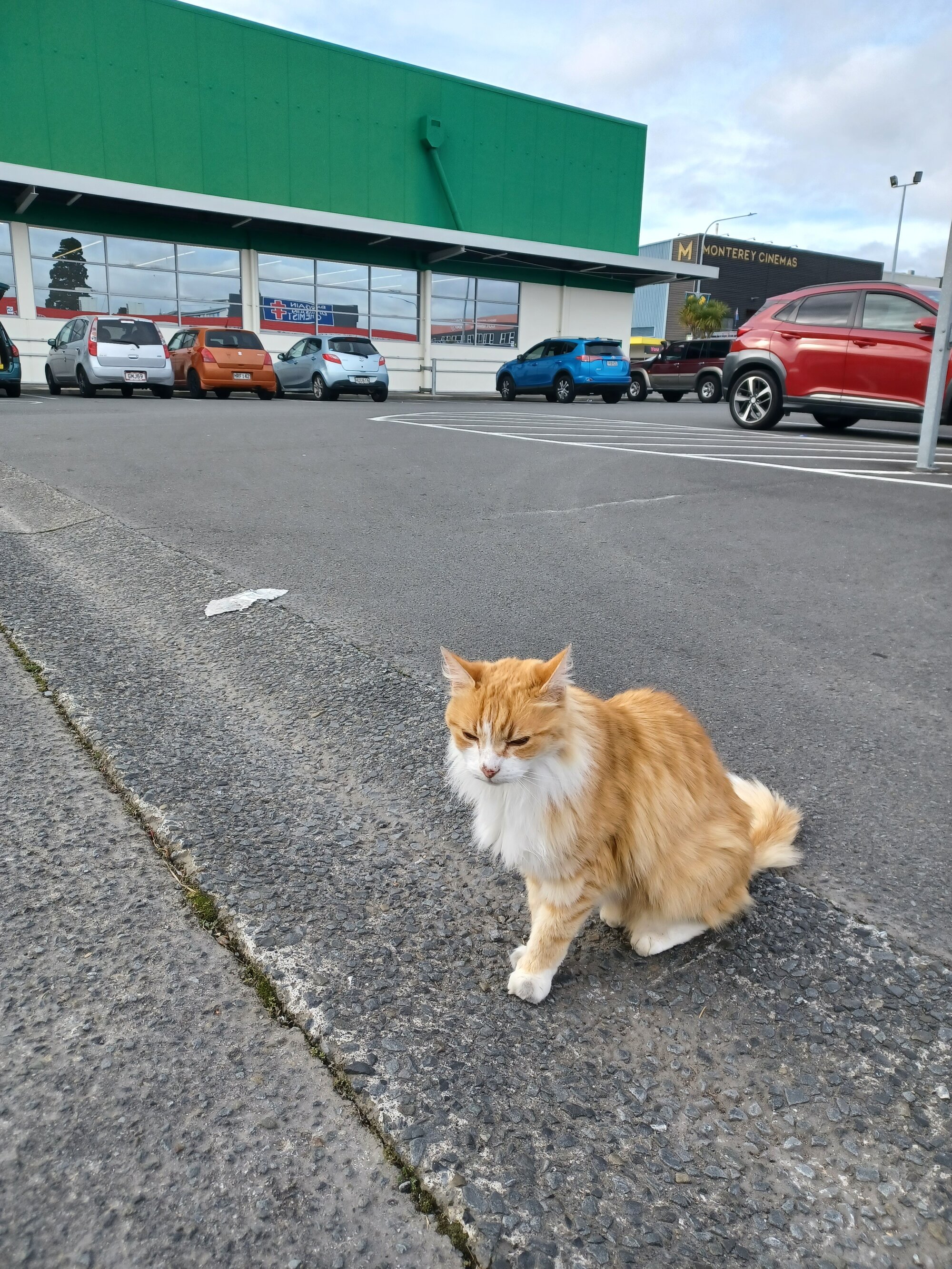 Angus the "Countdown Cat; 2023