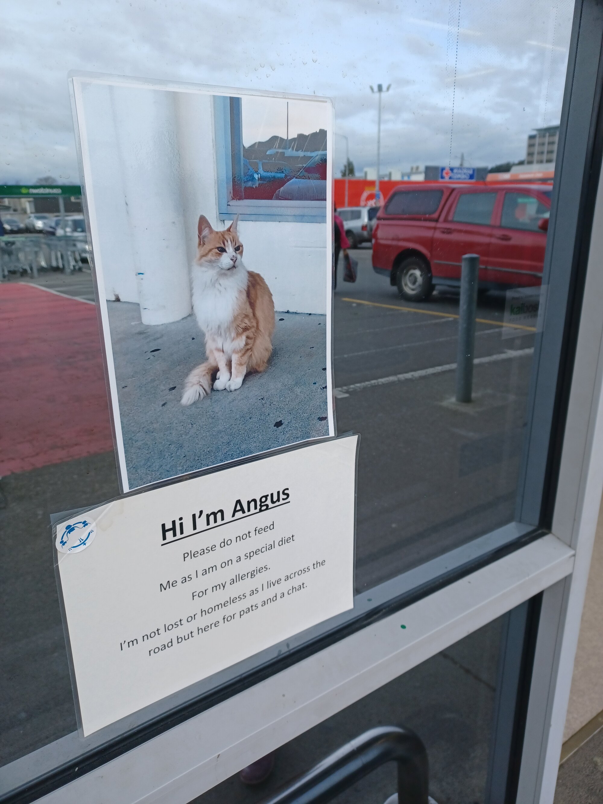 Angus the "Countdown Cat; 2023