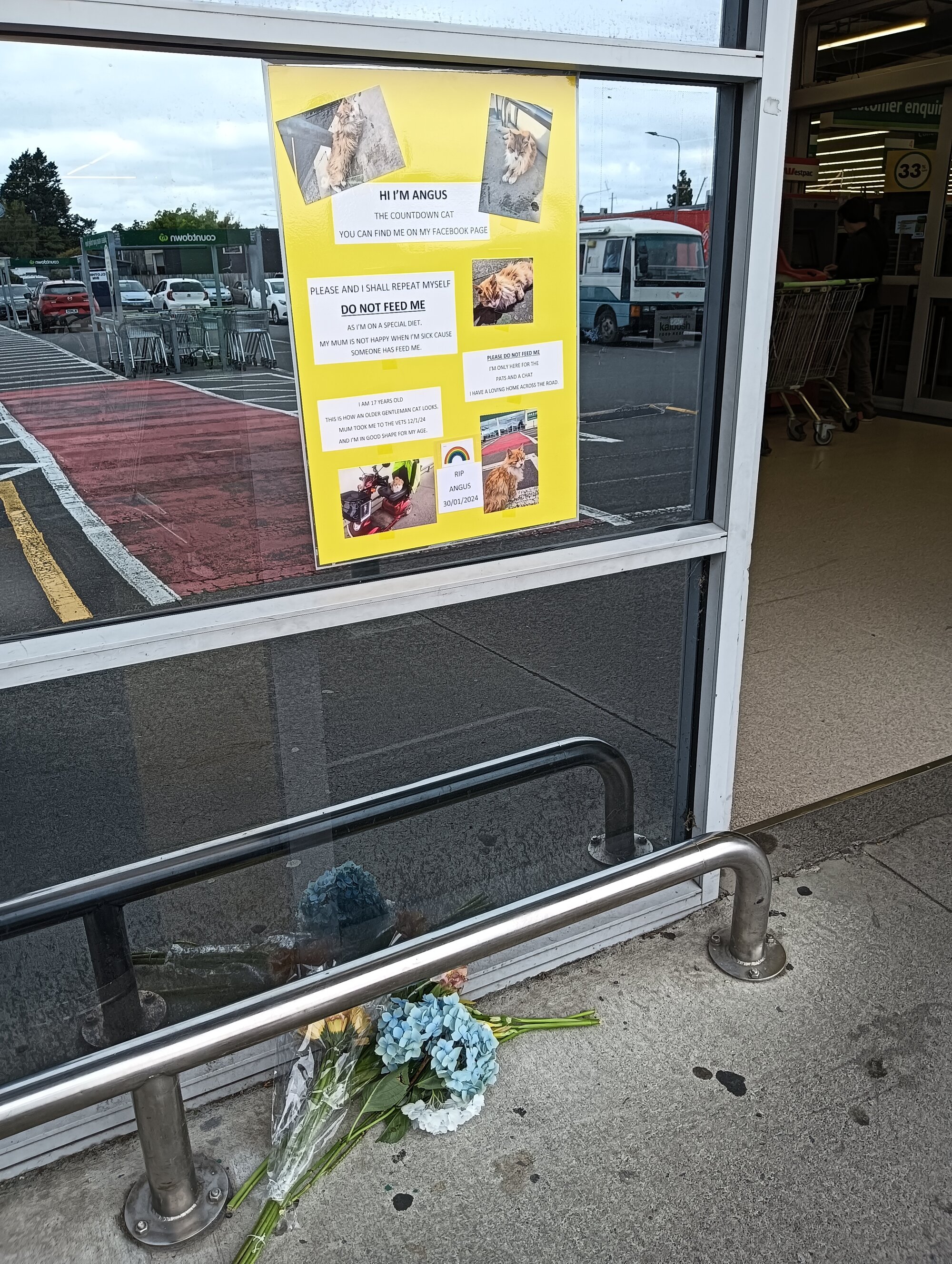Angus the Countdown Cat; Memorial Tribute; 31 January 2024