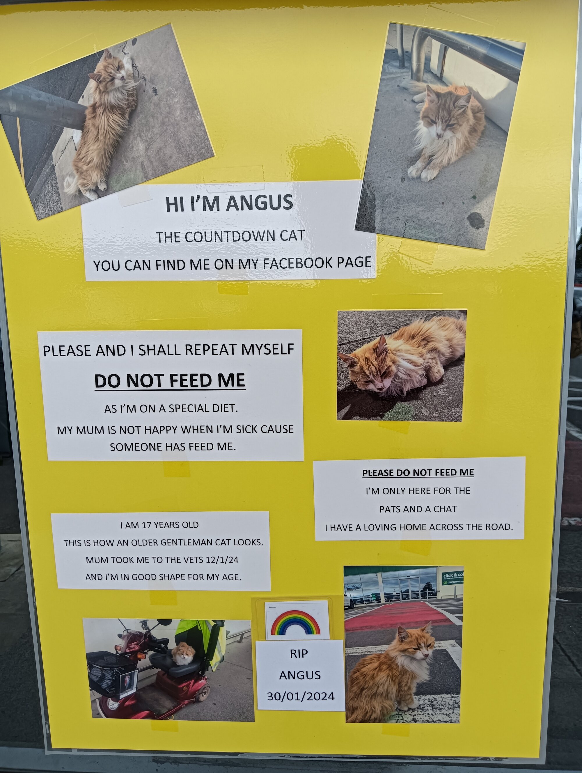 Informative Poster about Angus the "Countdown Cat"; 31 January 2024