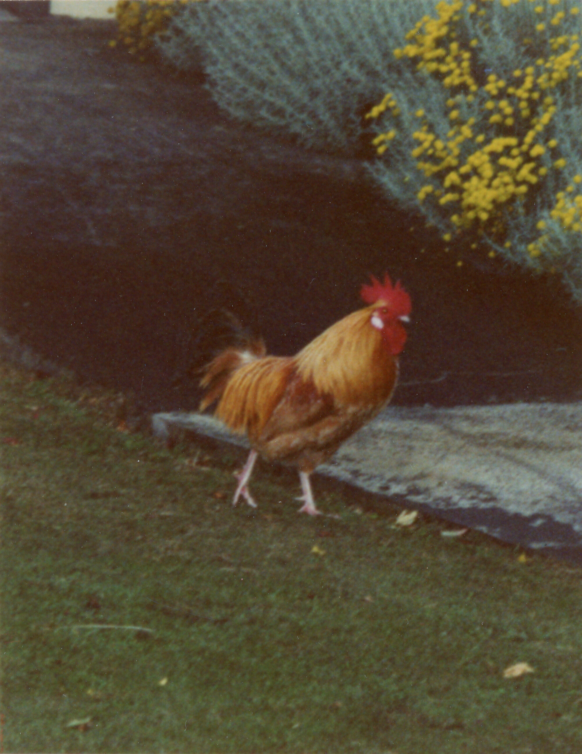 Silverstream Hospital; Rooster; 1988