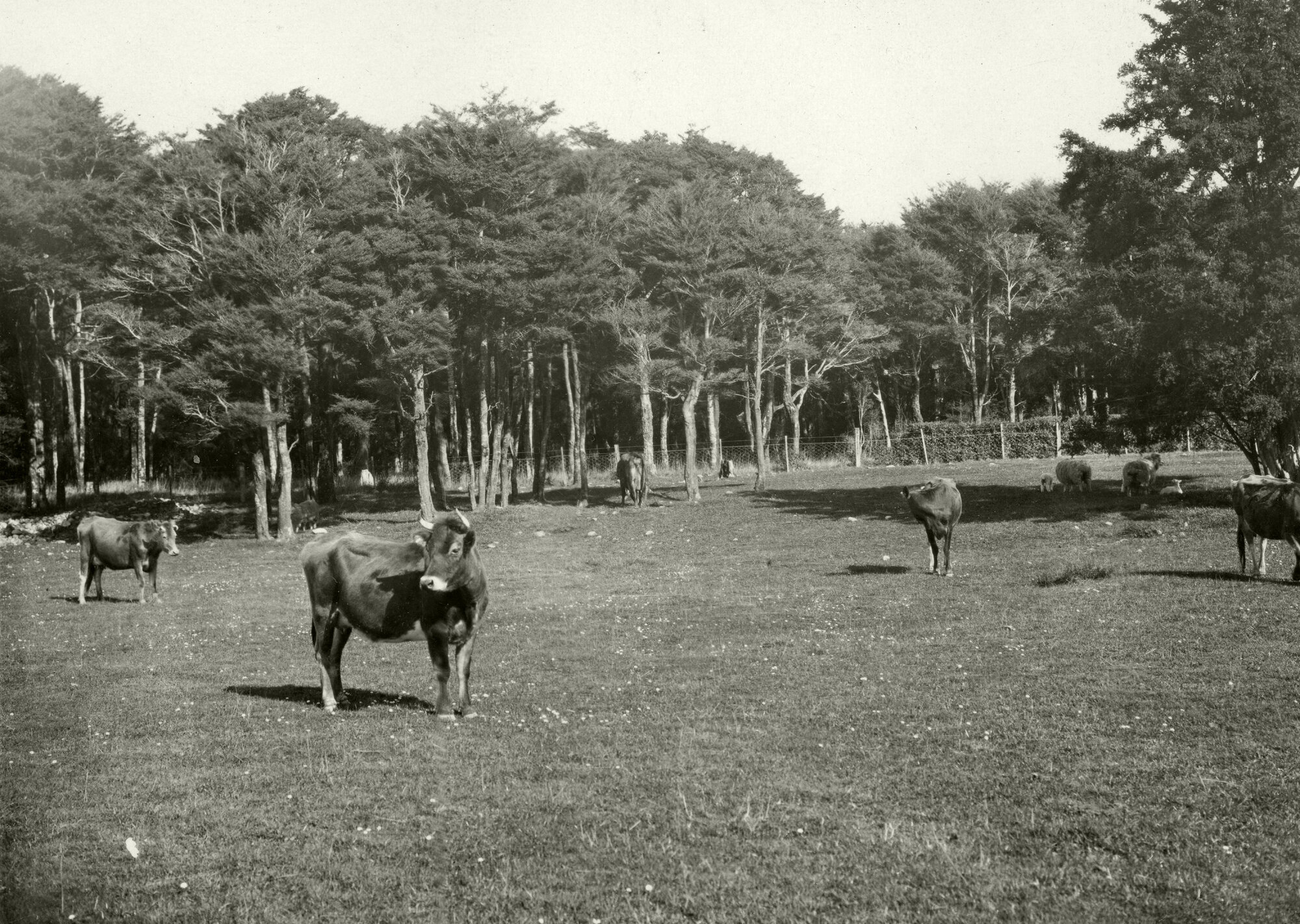 Wallaceville Animal Research Centre; Cattle; 1927-36