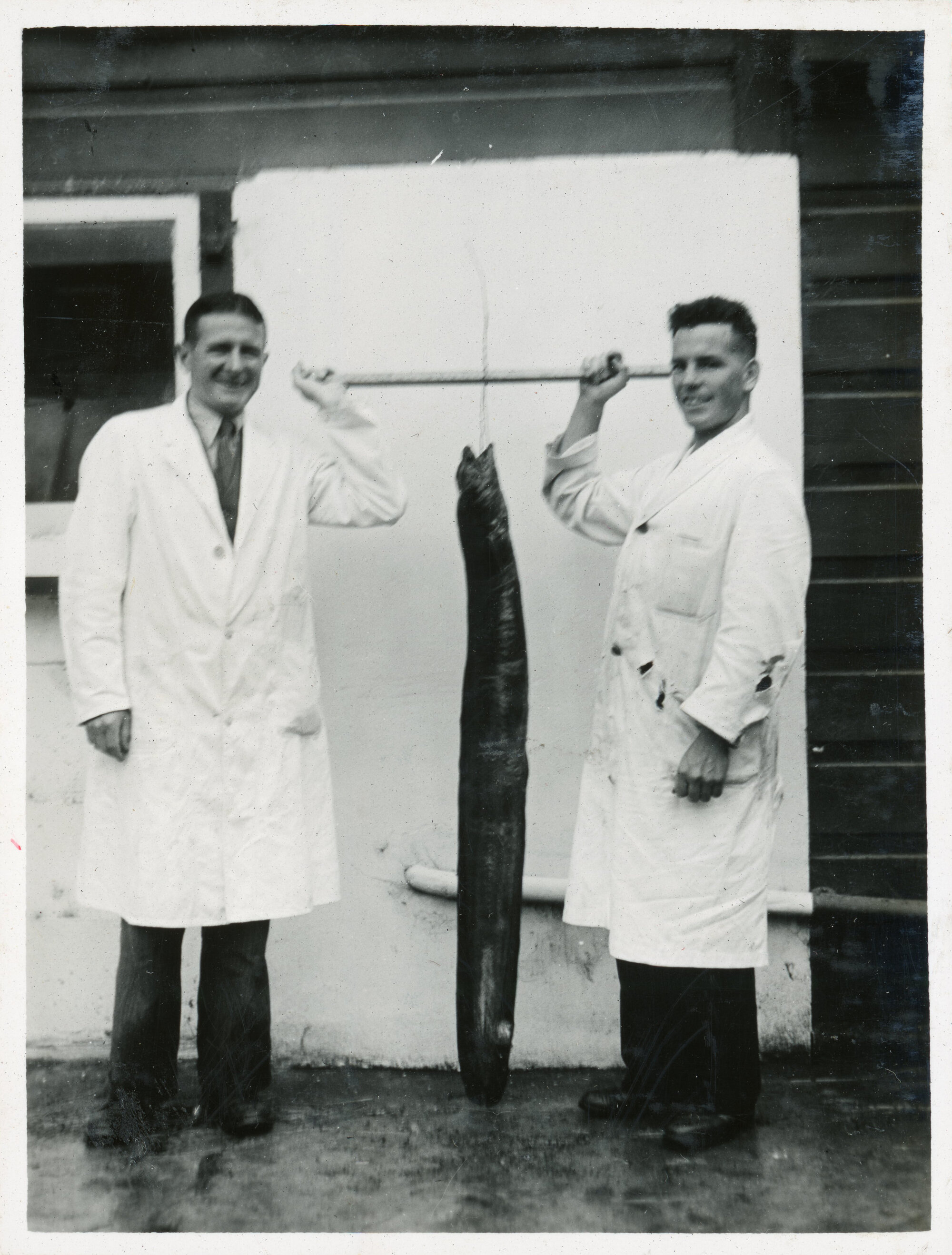 Wallaceville Animal Research Centre; Eel; 1936