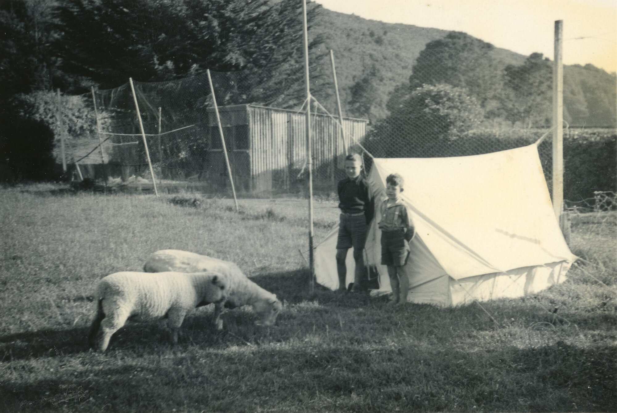 Wallaceville Animal Research Centre; Sheep; 1937
