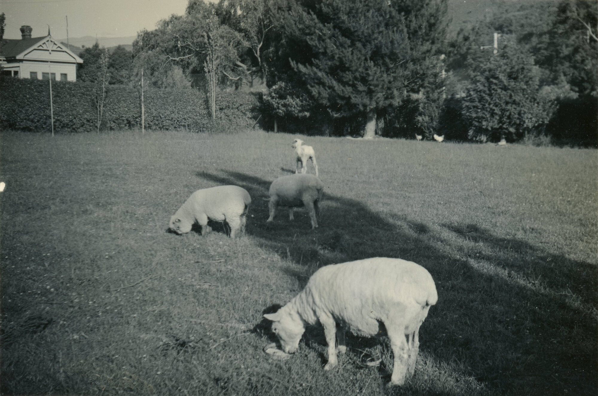 Wallaceville Animal Research Centre; Sheep; 1937
