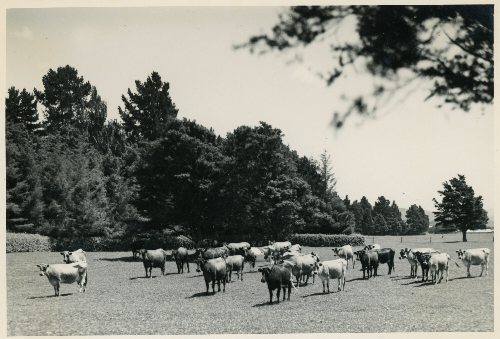 Wallaceville Animal Research Centre; Cattle; 1929-54