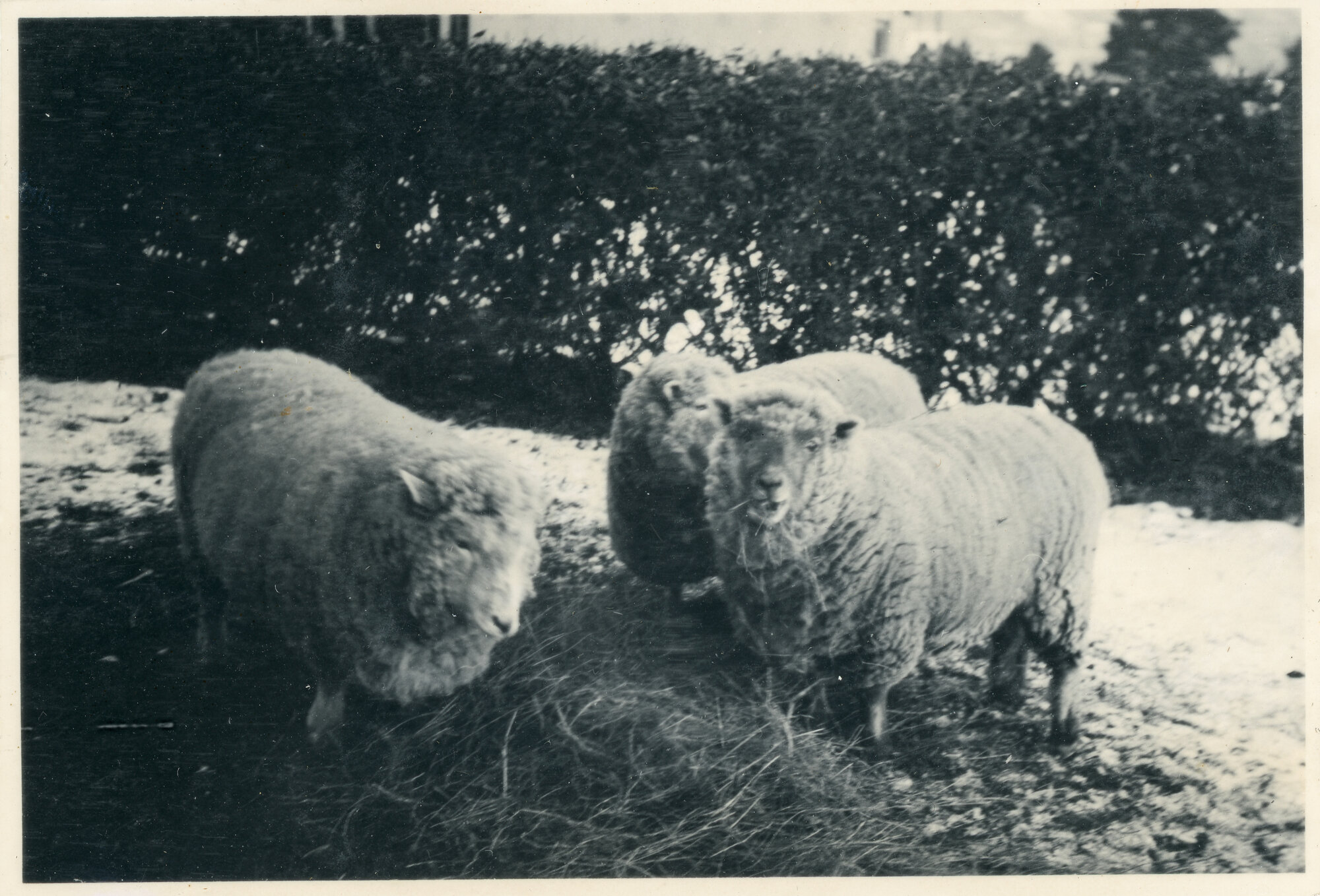 Wallaceville Animal Research Centre; Sheep; 1939