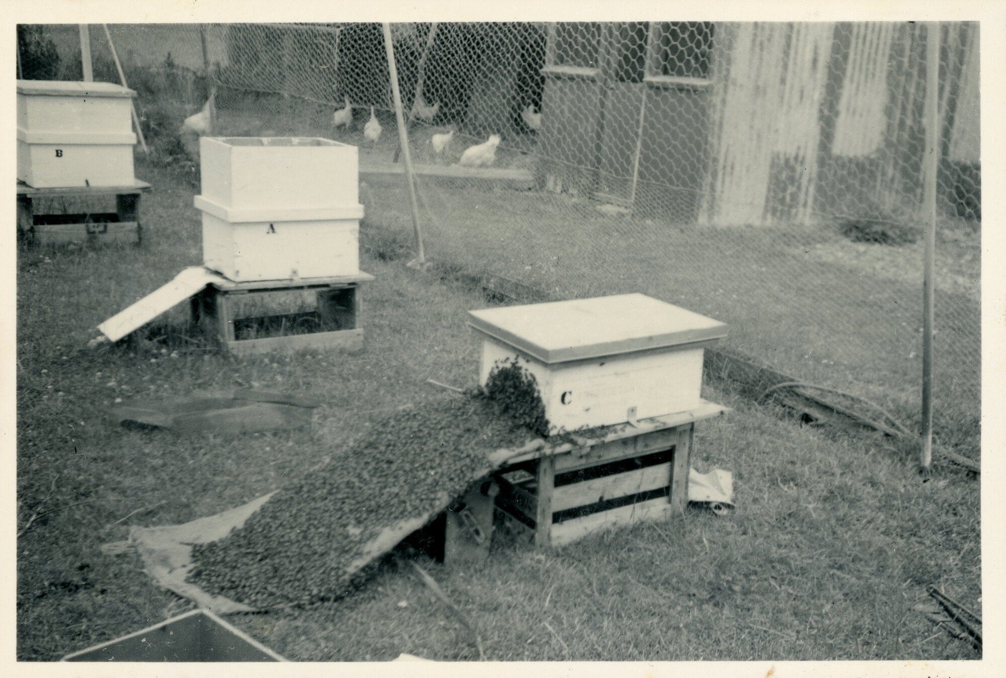Wallaceville Animal Research Centre; Beehives; ca. 1930s