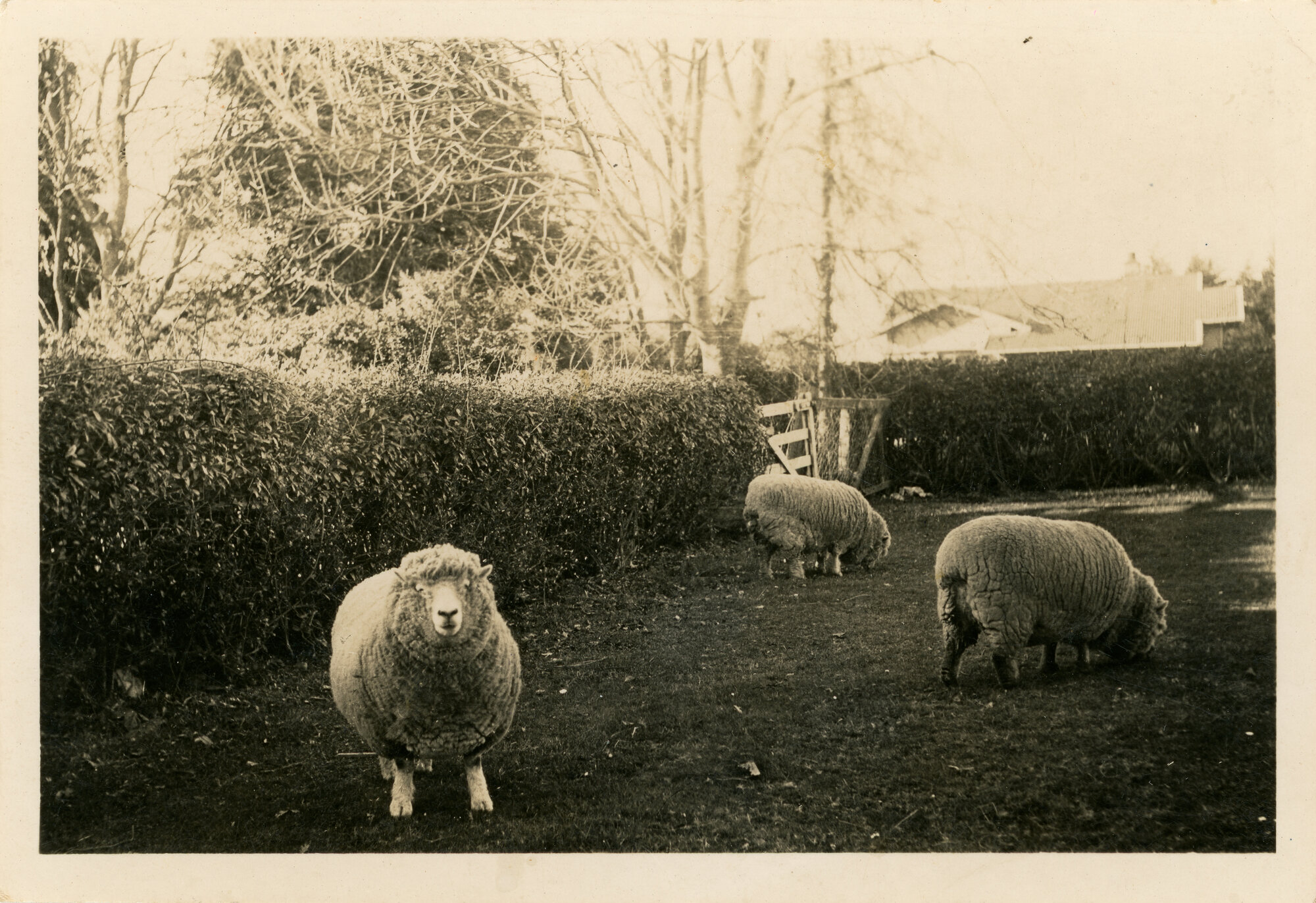Wallaceville Animal Research Centre; Sheep; no date