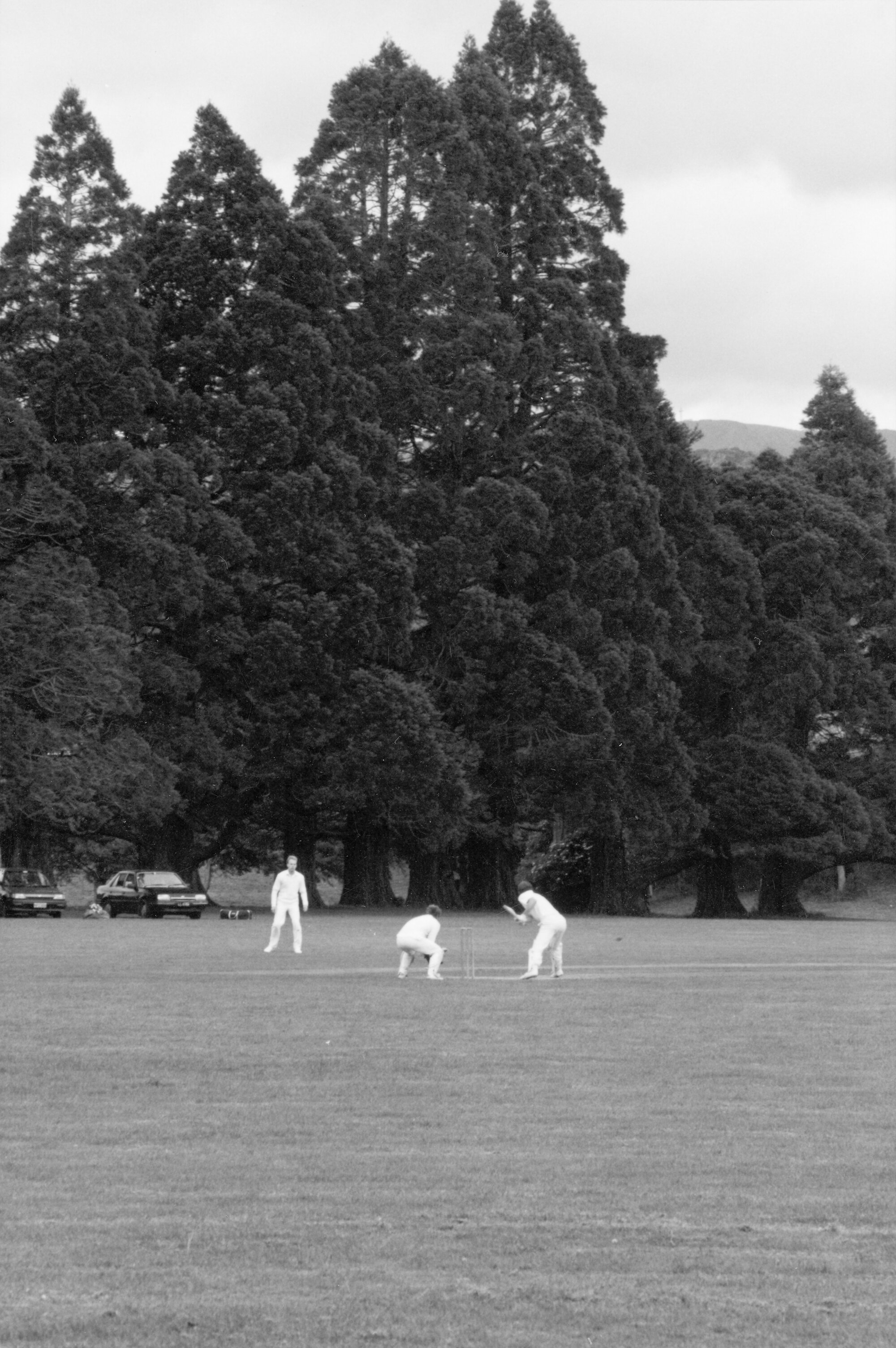 Trentham Memorial Park; redwood trees. [P2-409-812]