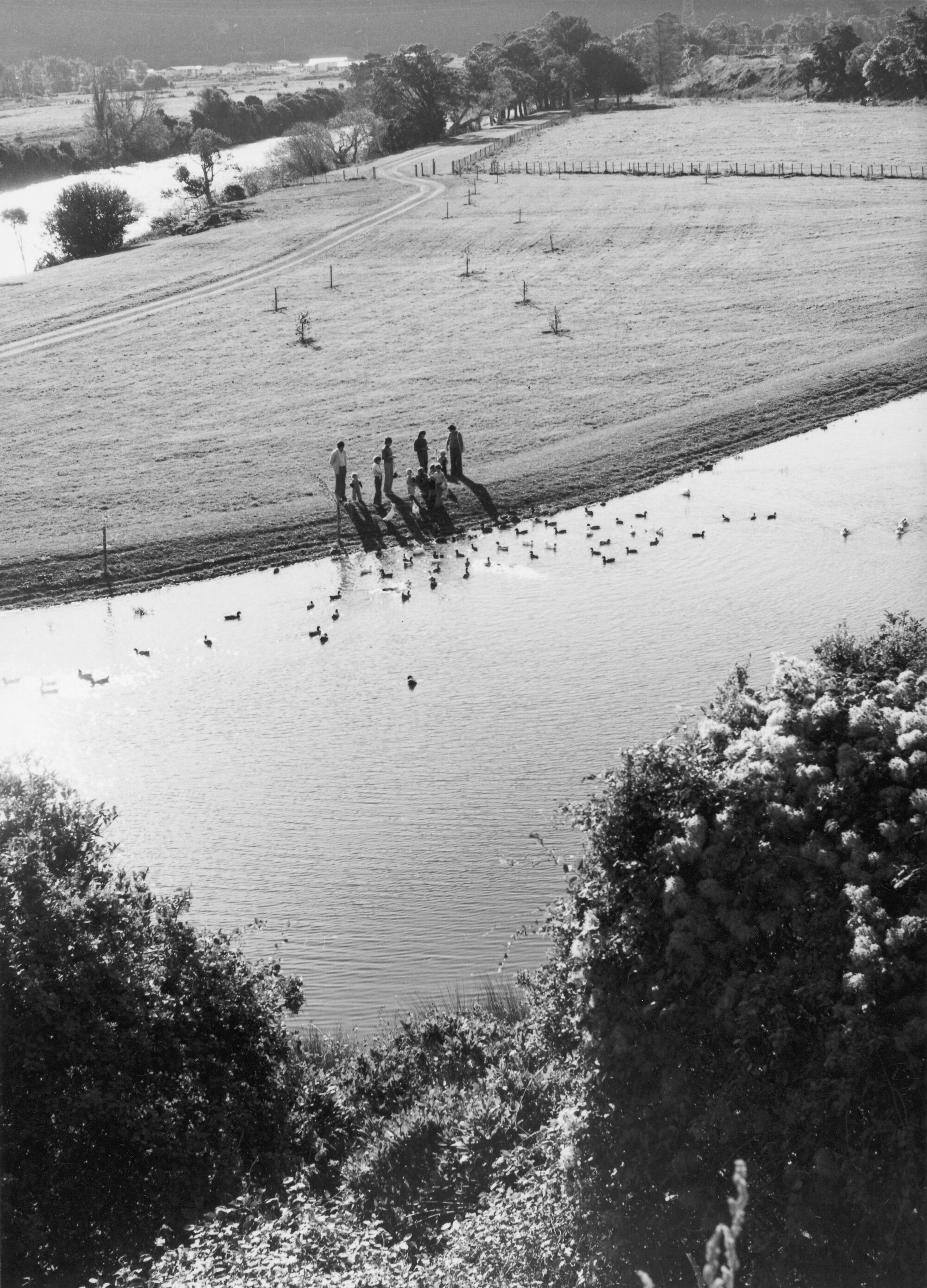 Maoribank; Te Haukaretu Park duck pond, from Fergusson Drive. [P2-440-866]