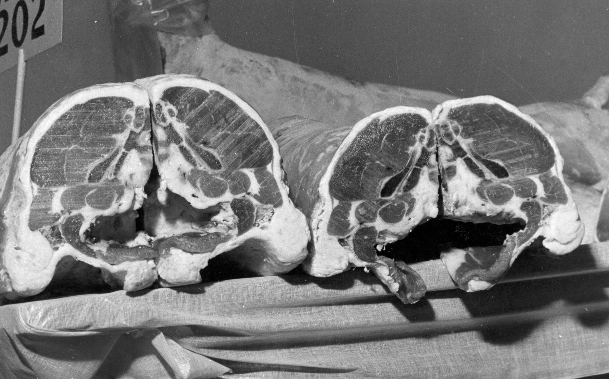 A &amp; P show 1961; sheep carcasses jointed for competition.