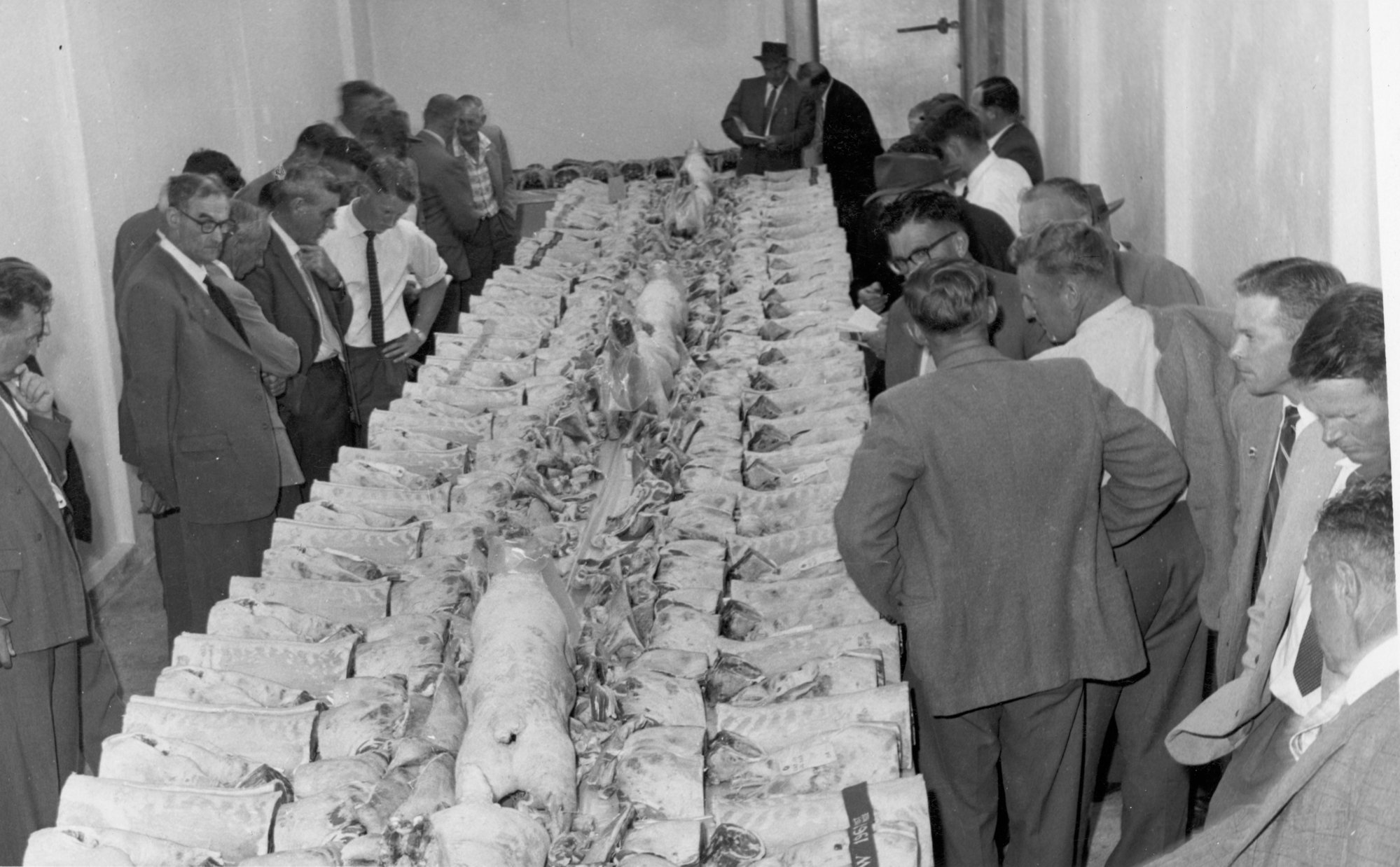 A &amp; P show 1961; jointed carcasses for competition, with competitors and judges.