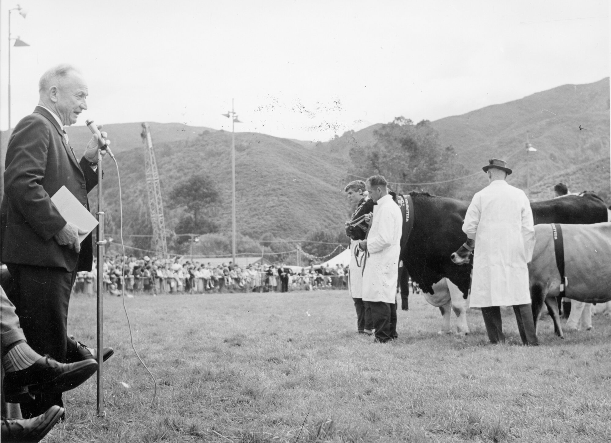 A &amp; P show; cattle; announcing winning bull and cow.