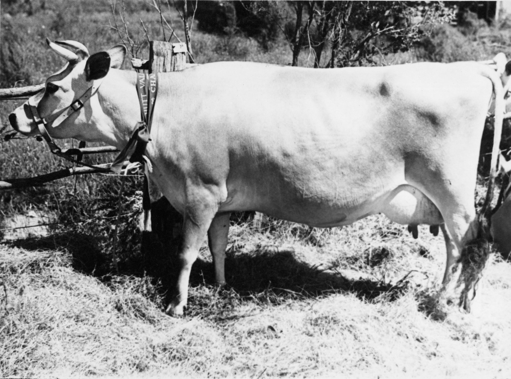 A &amp; P show; cattle; prize Jersey dairy cow.