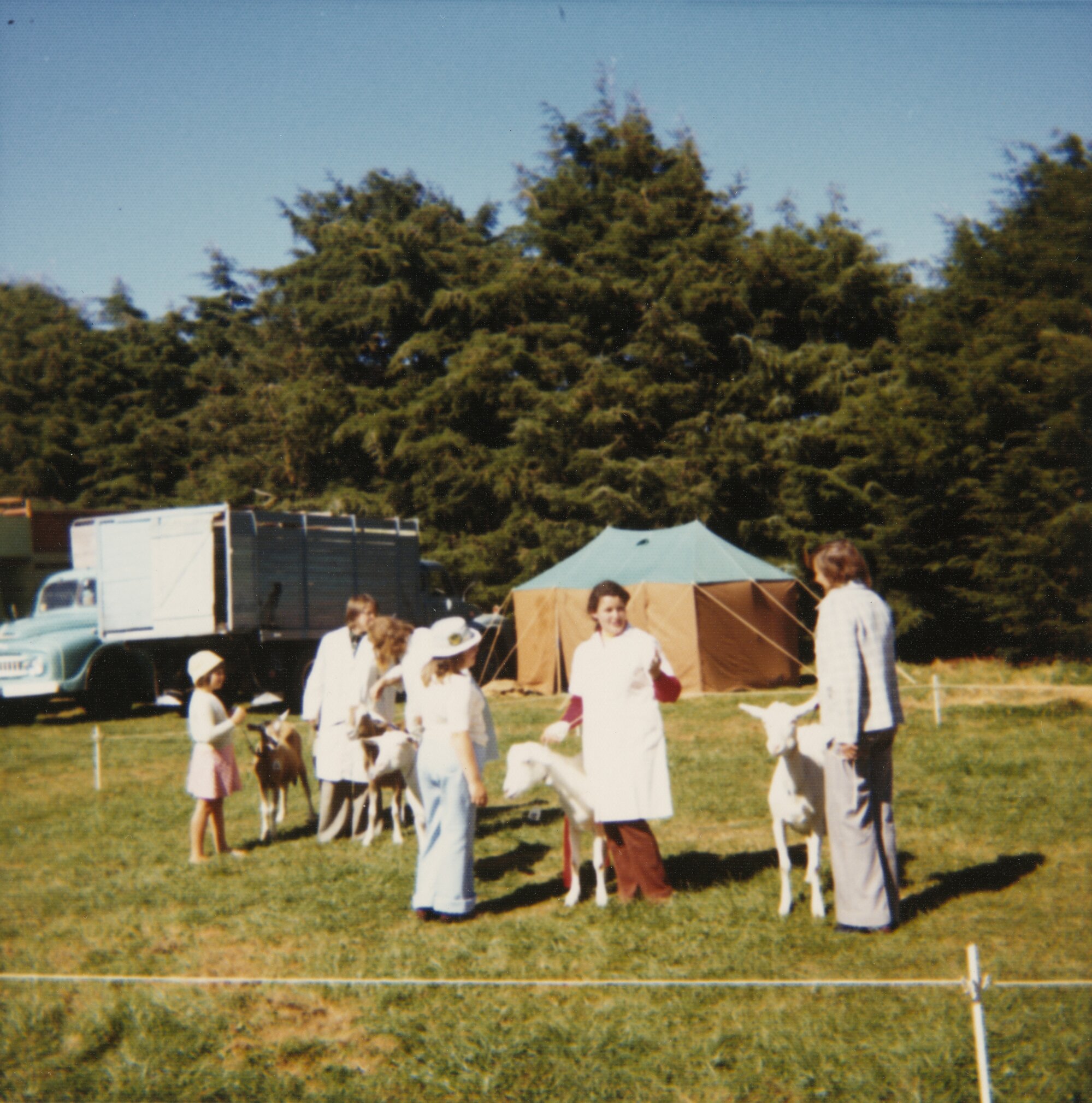 A &amp; P show, 1976; goats being paraded for judging.