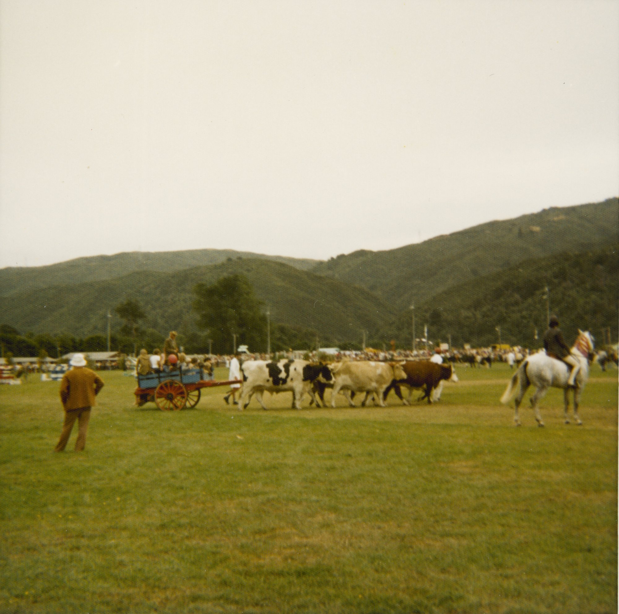 A &amp; P show, 1974; bullock team.