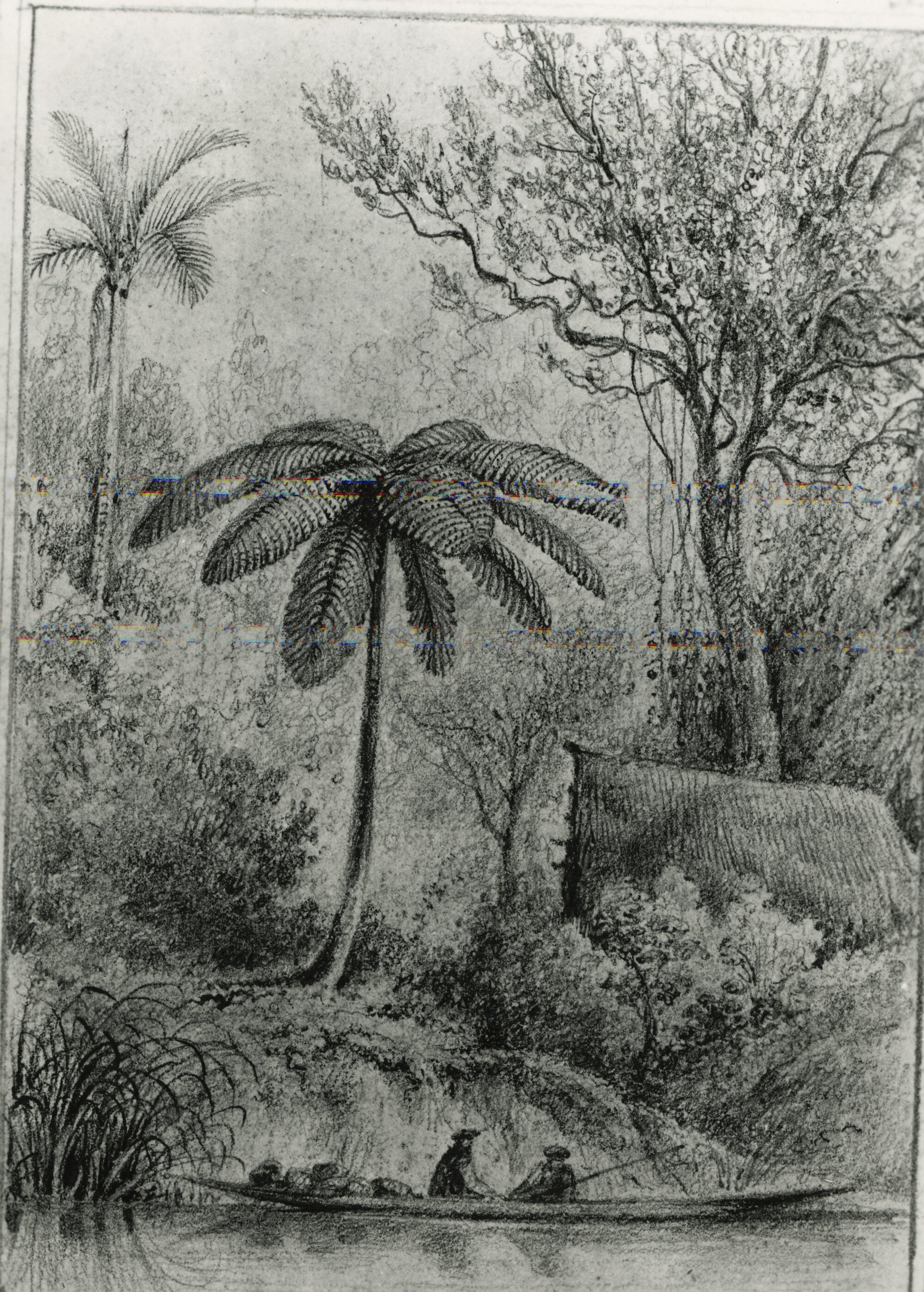 Palm tree, black tree fern, tawa tree, native hut, on banks of Te Awa Kairangi / Hutt River.