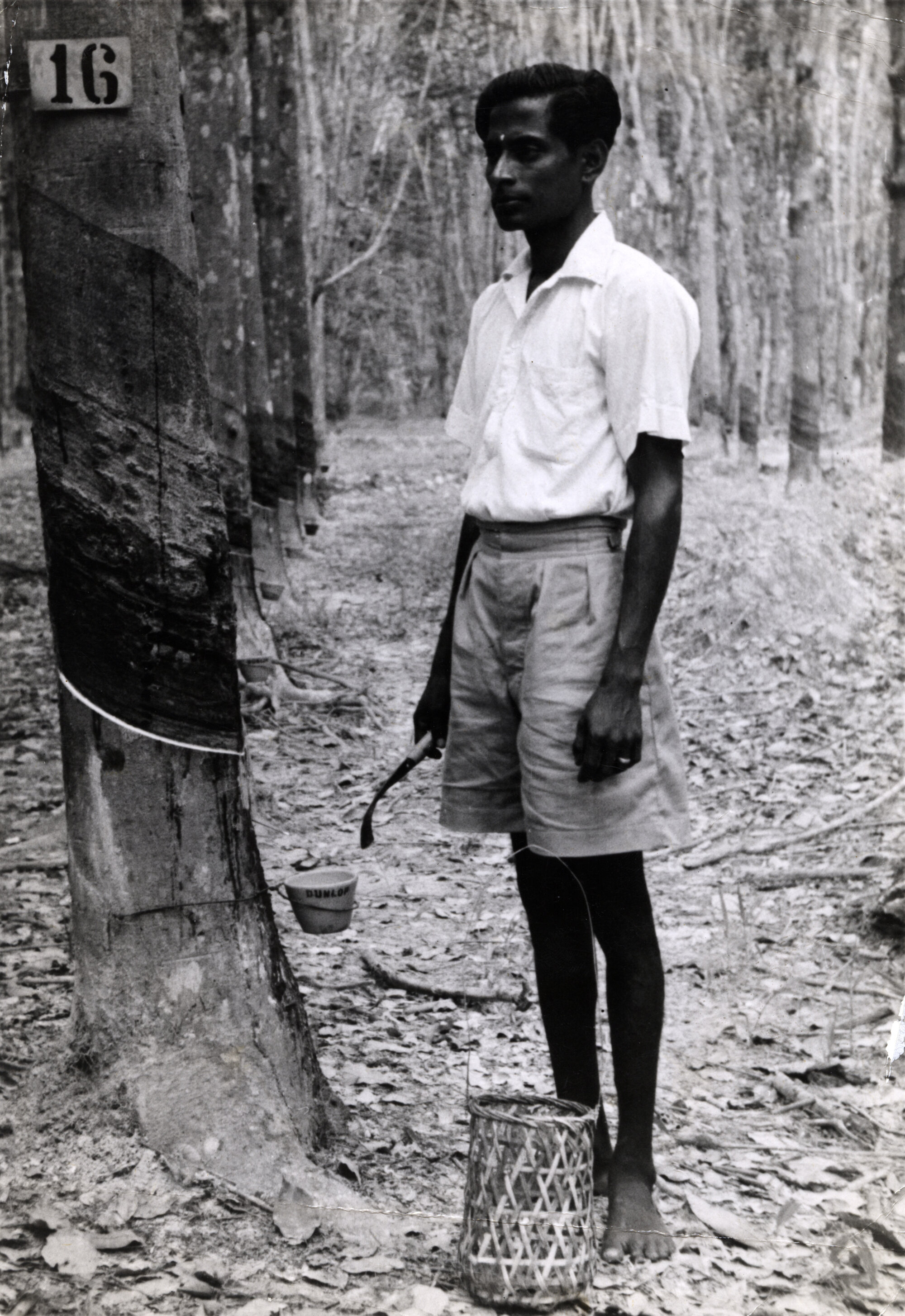 Dunlop raw materials; rubber; natural rubber being tapped, in Malaya