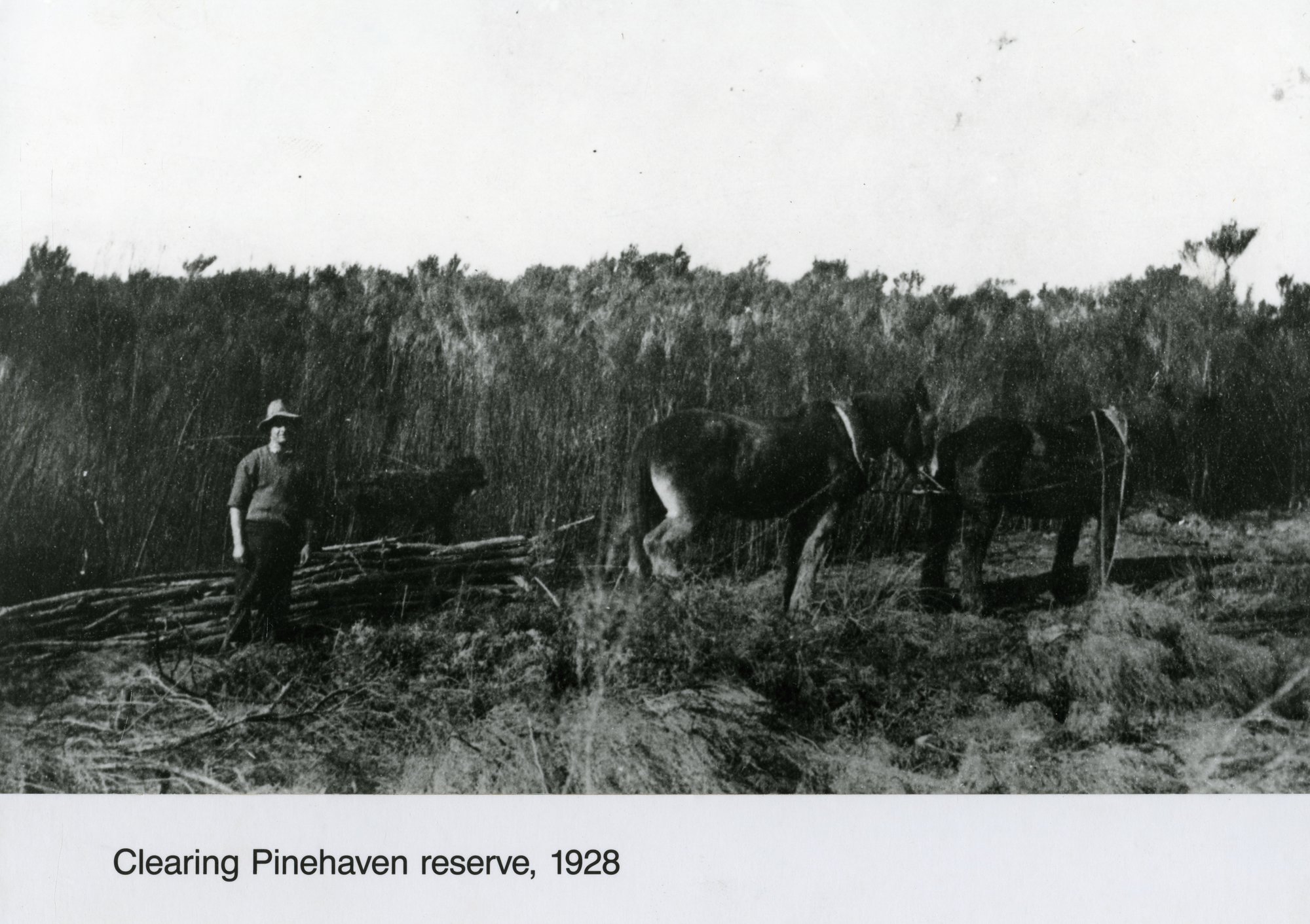 Pinehaven reserve being cleared; Jim Deller and team, 2.