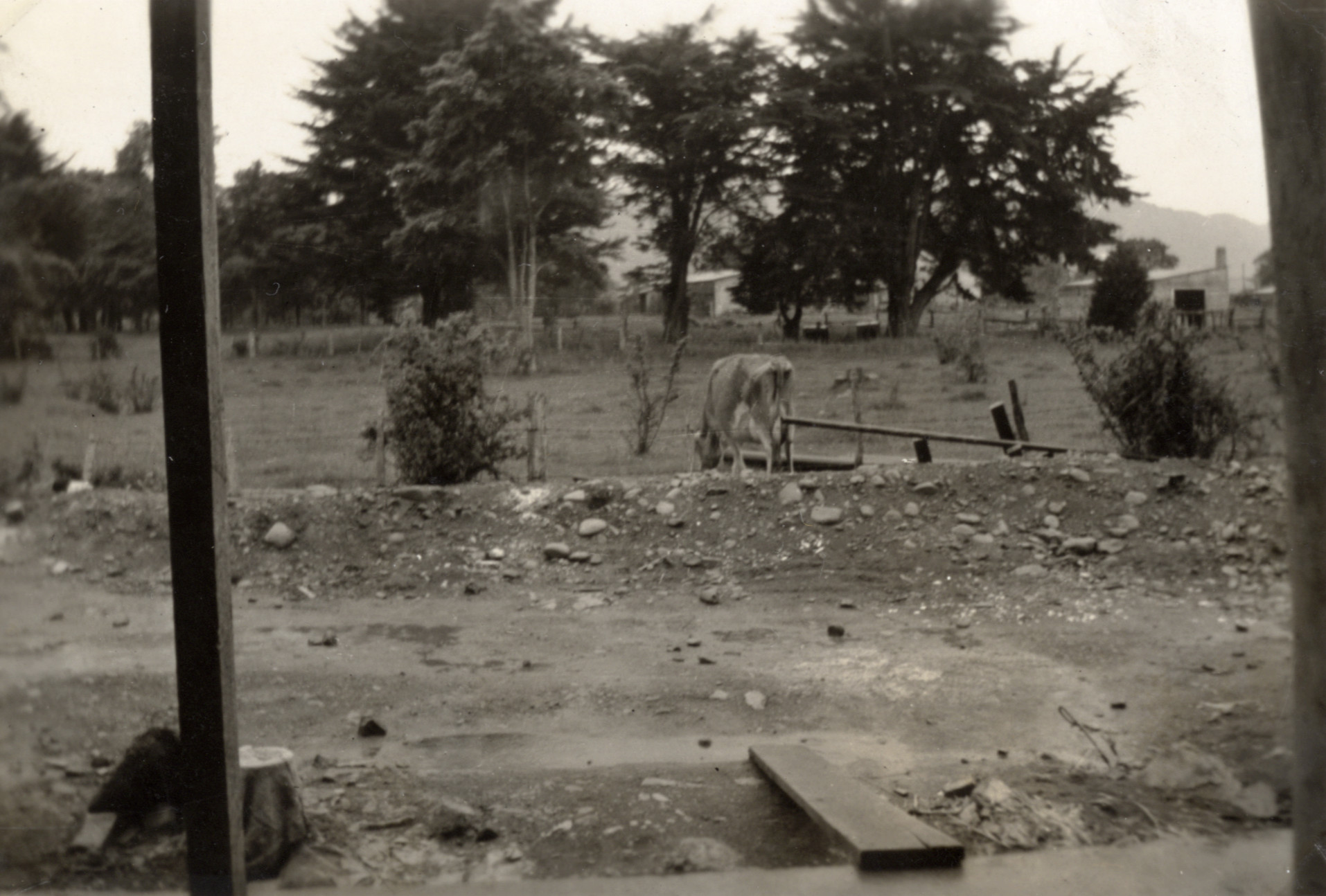 Dunlop  factory construction; cow grazing on adjacent land(?)