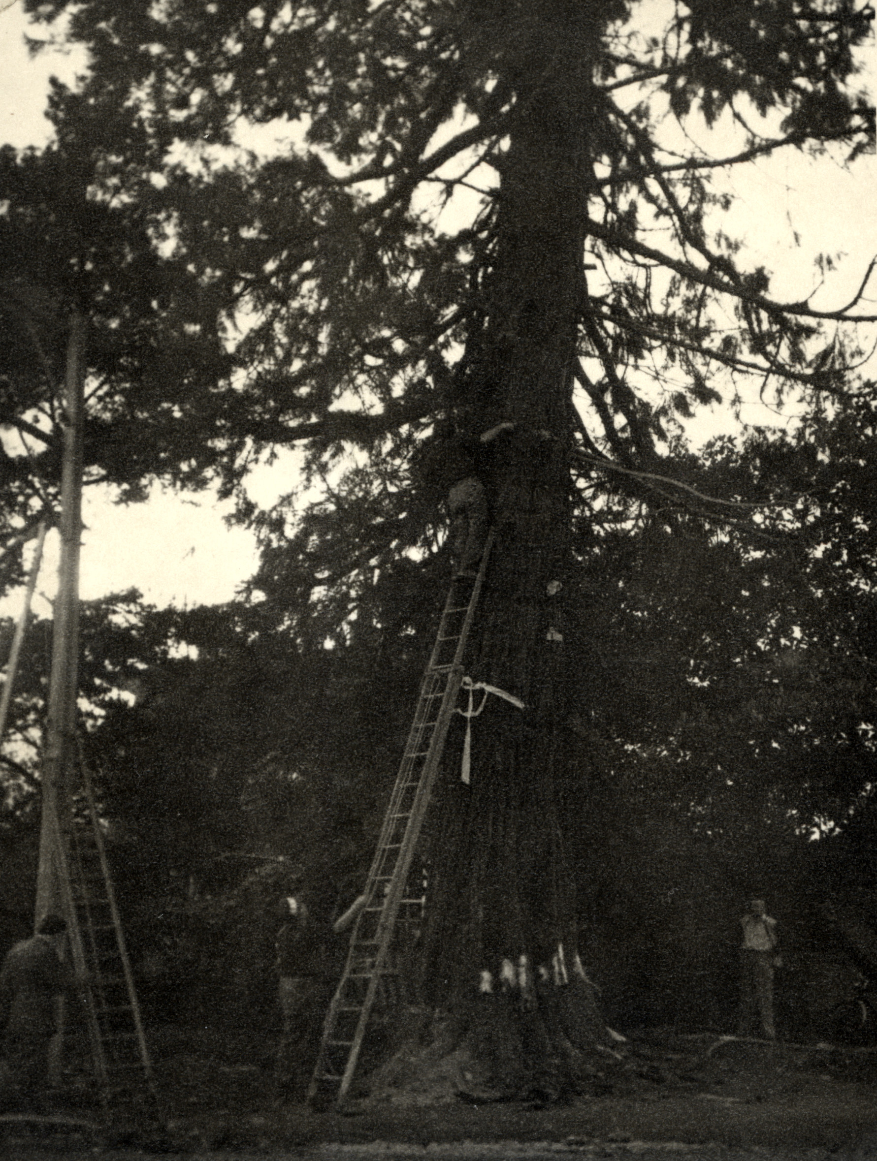 Redwood, Pine Avenue, between Lyster Lane and Queen Street, felled by Arthur Clouston; preparations for removal.
