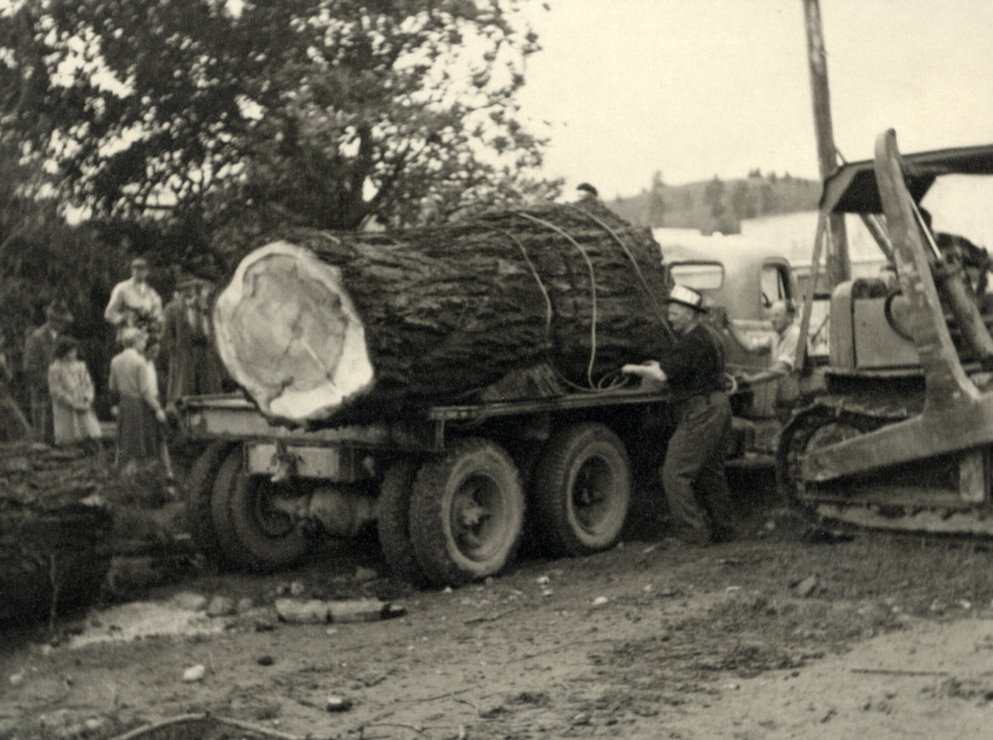 Pine Avenue; part of the redwood felled in 1957. Some of it is used in the present Council Chambers. 