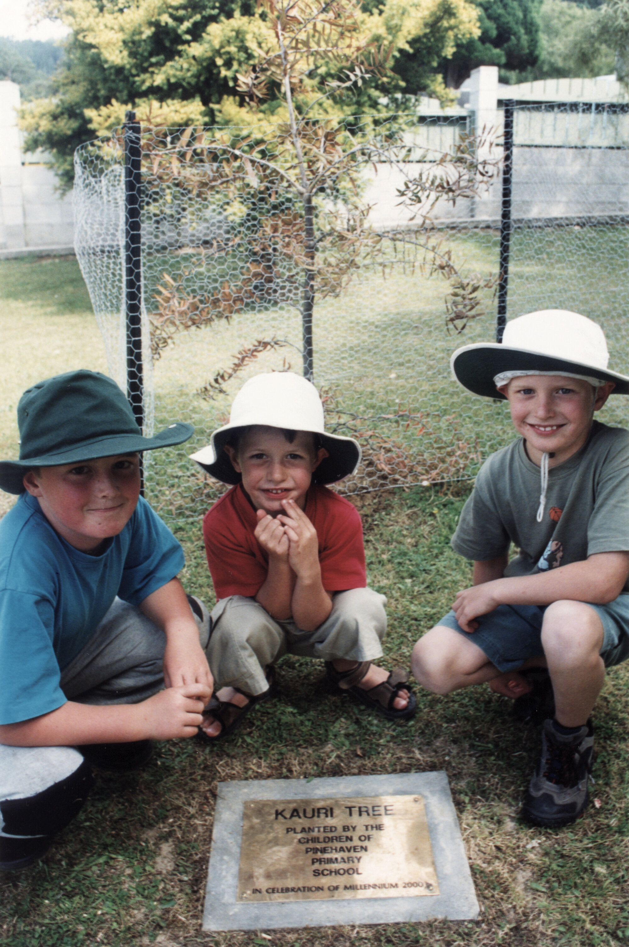 Pinehaven School; Millennium kauri tree, James Gear, David and Joshua Cassey. 