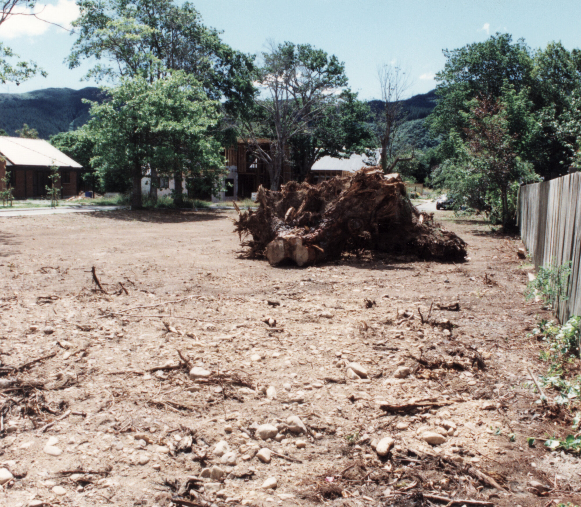 Oakmont Grove; pine and two eucalyptus trees felled on former convent site.