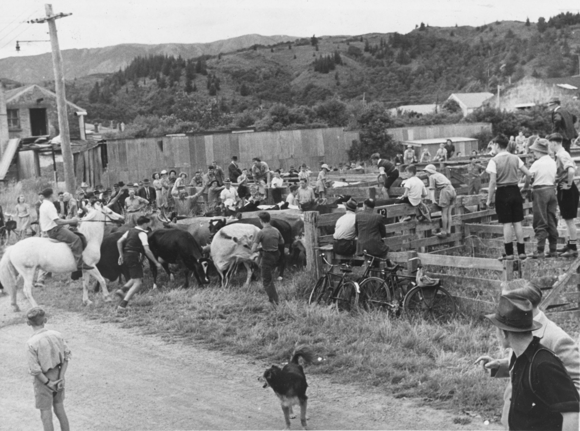 Queen Street saleyards; cattle sale. 