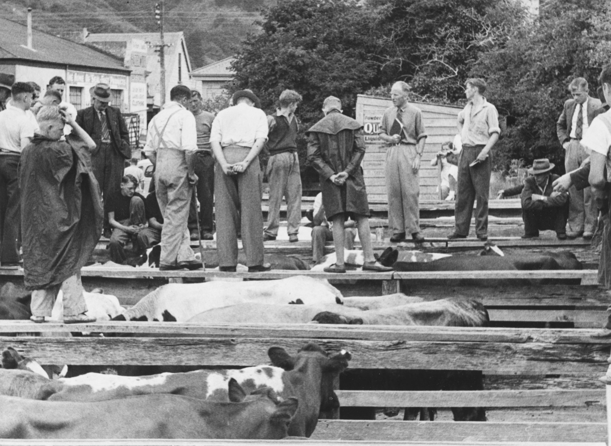 Queen Street saleyards; cattle auction.