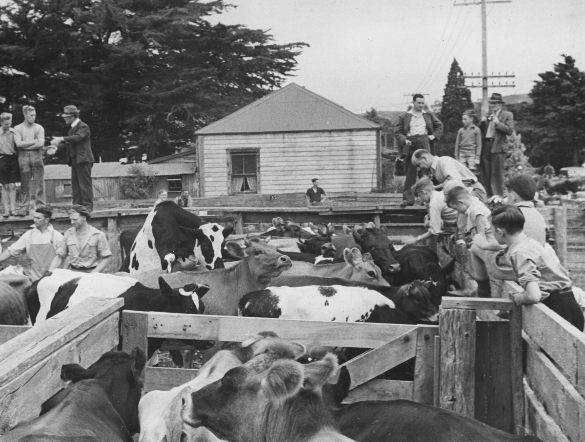 Queen Street saleyards, during sale of cattle.