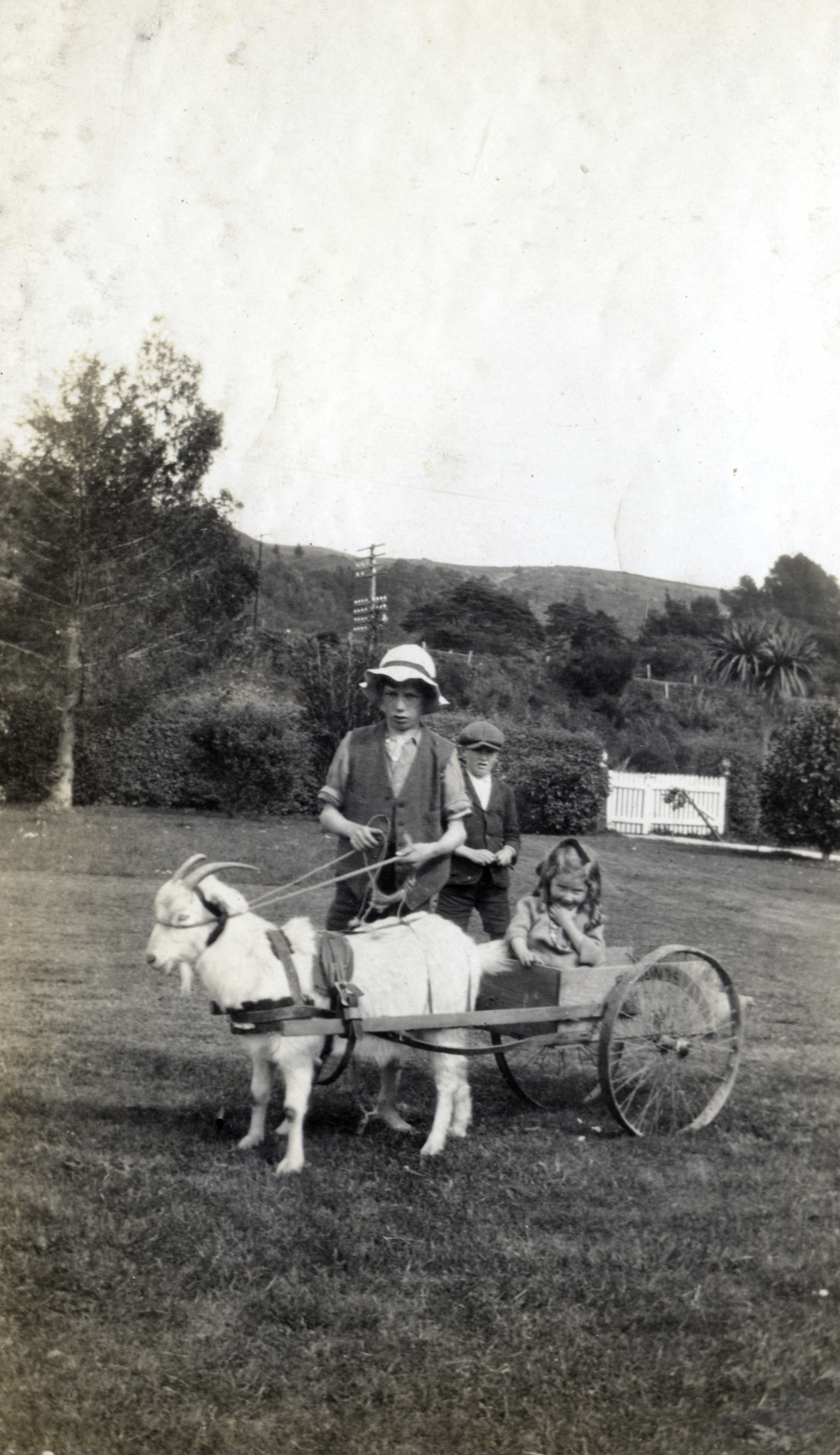 Poulson Collection; goat and cart, at J A Hazelwood's, Main Road; girl possibly Eda Poulson