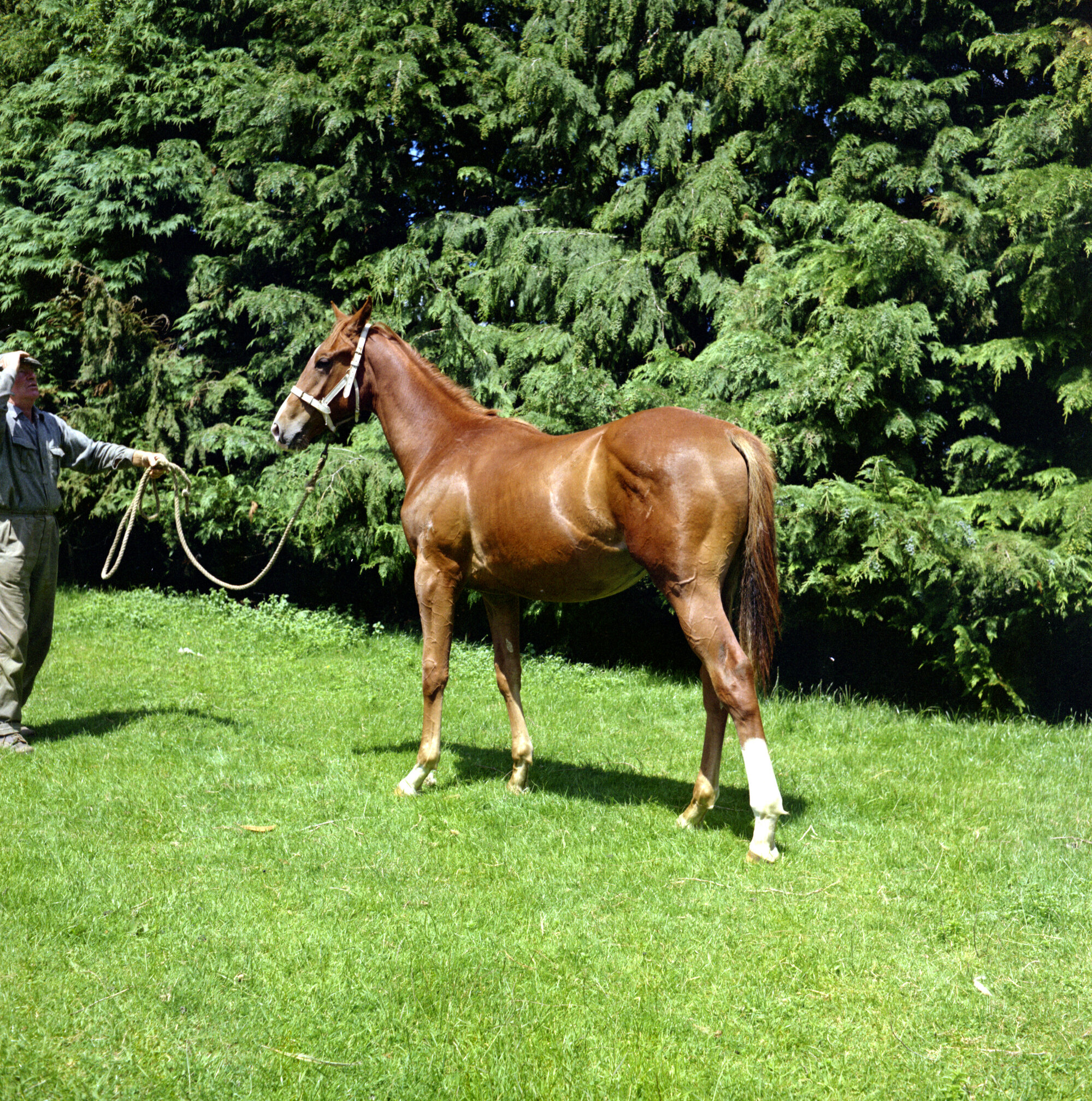 Scholes racehorse, unidentified.
