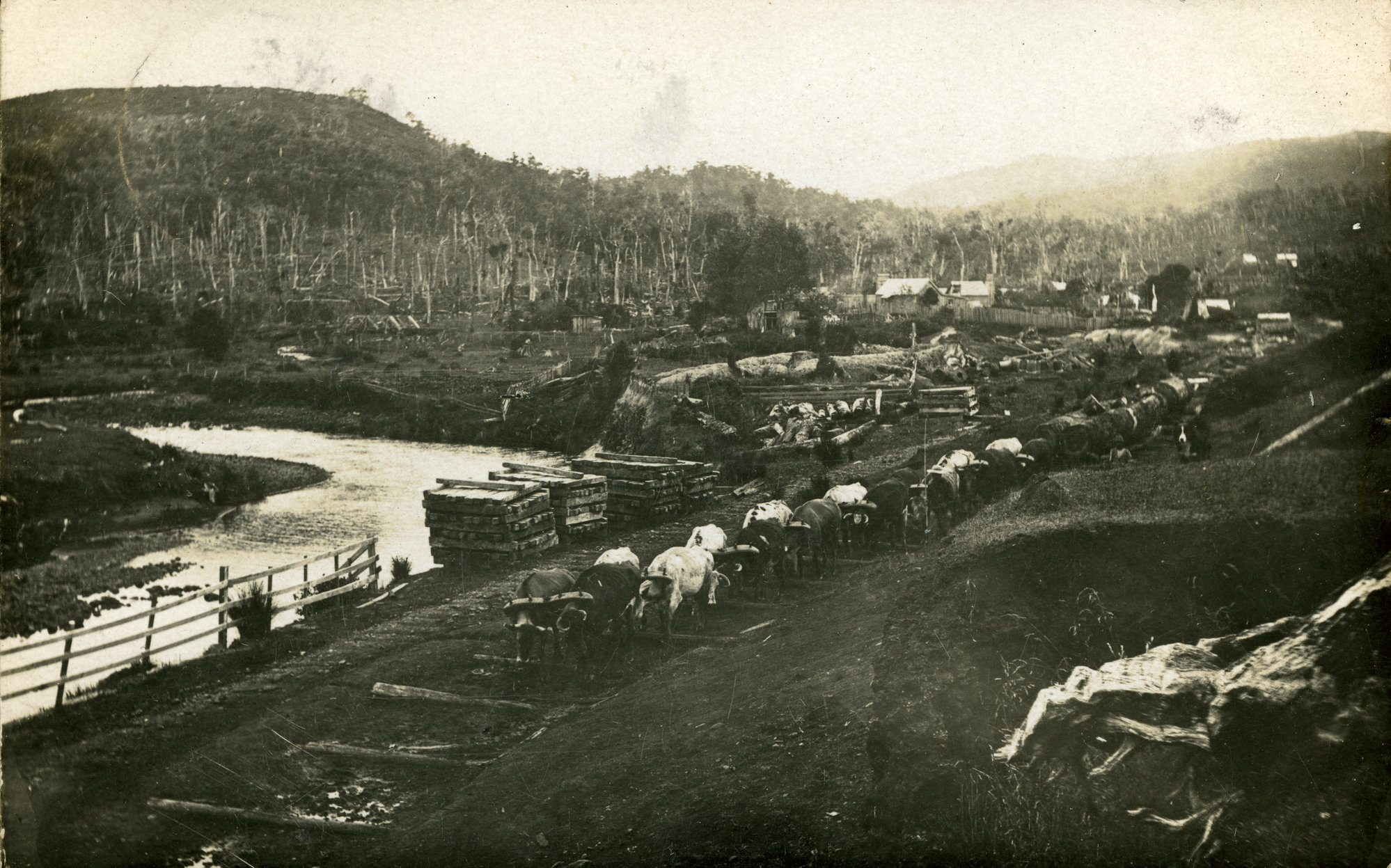 Timber industry; bullock team hauling logs, Te Marua 1902