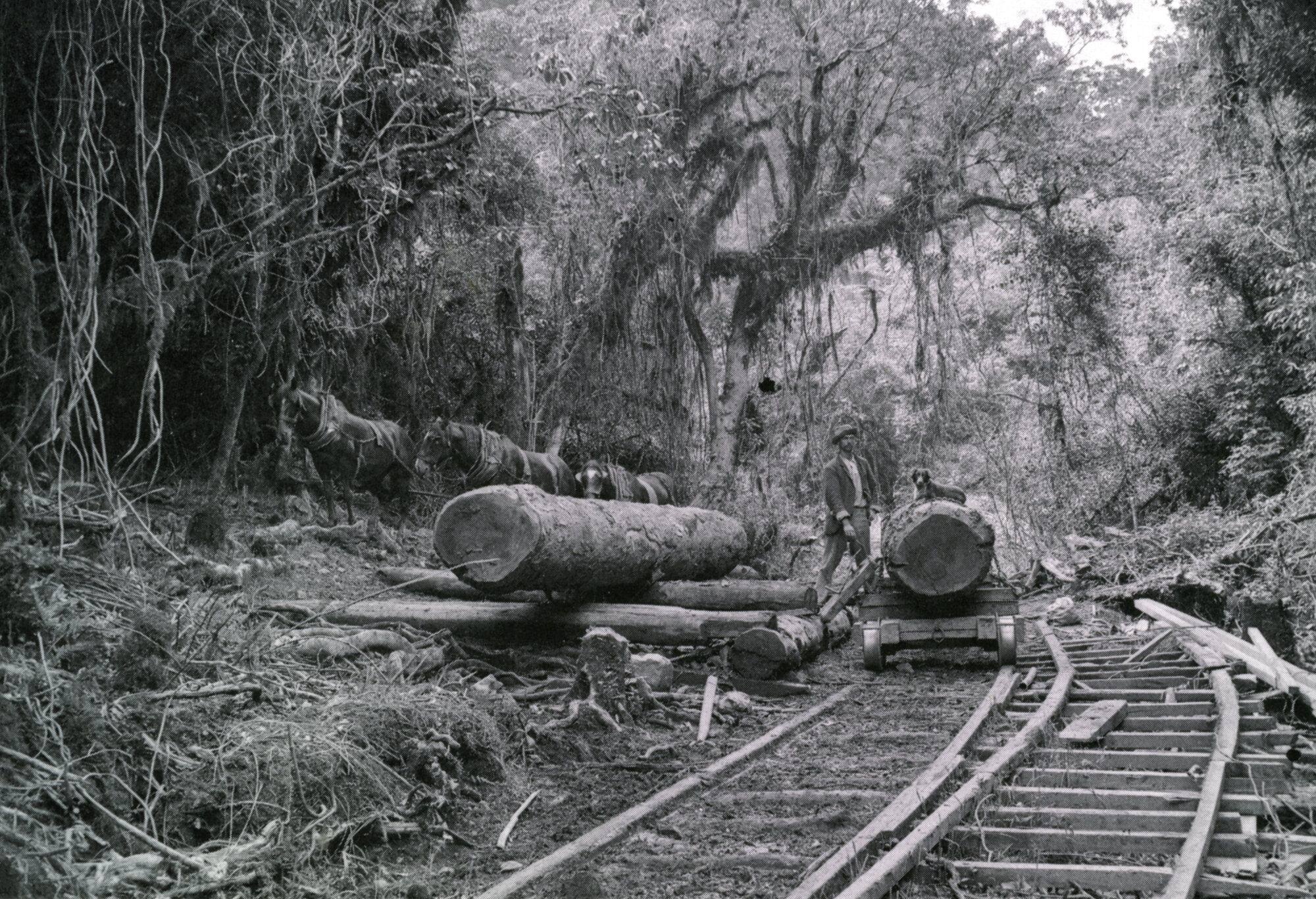 Timber industry; transporting logs, Akatarawa Valley