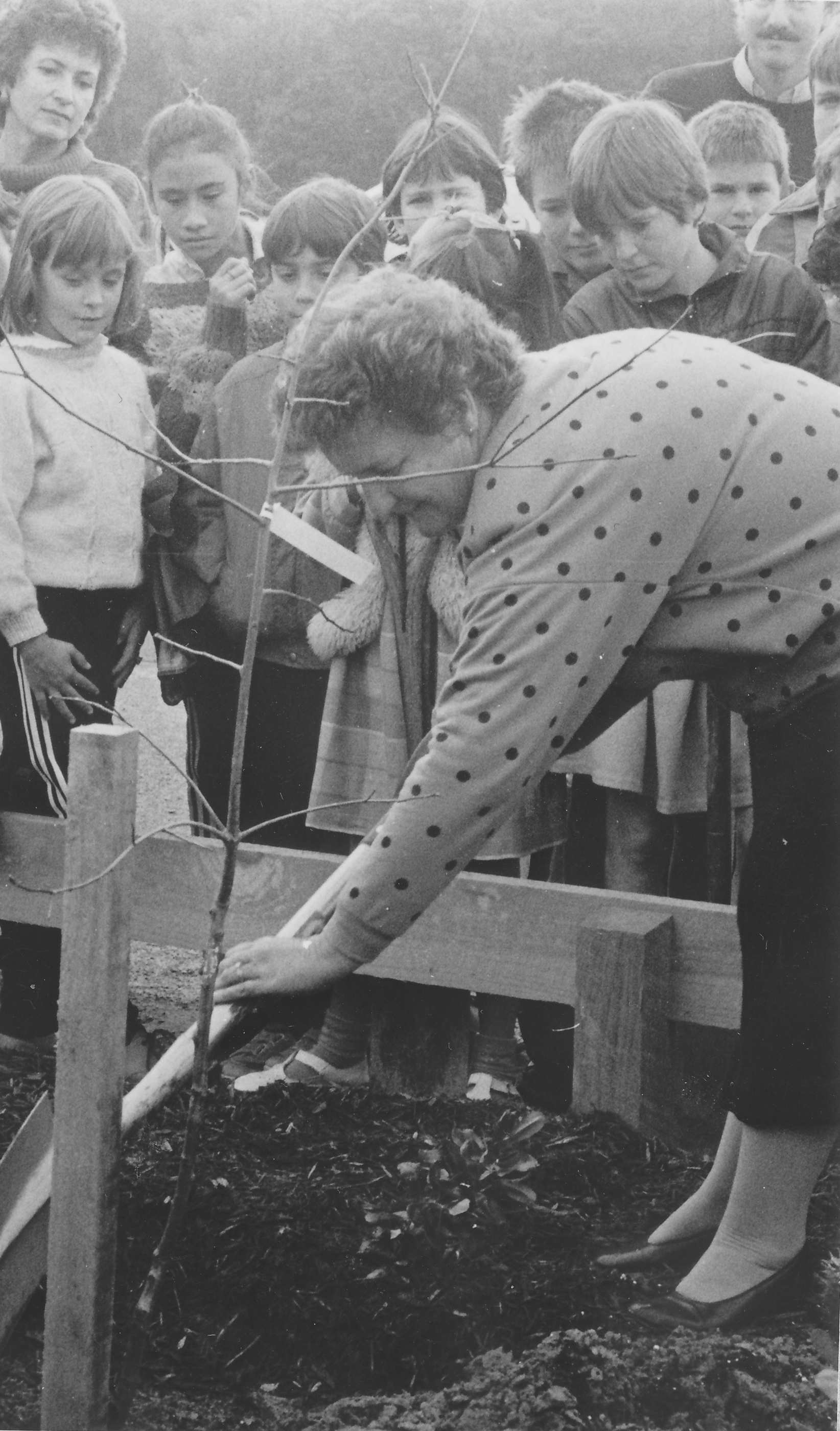 Arbor Day 1987; Councillor Shirley Russell plants a tree in Trentham Memorial Park.